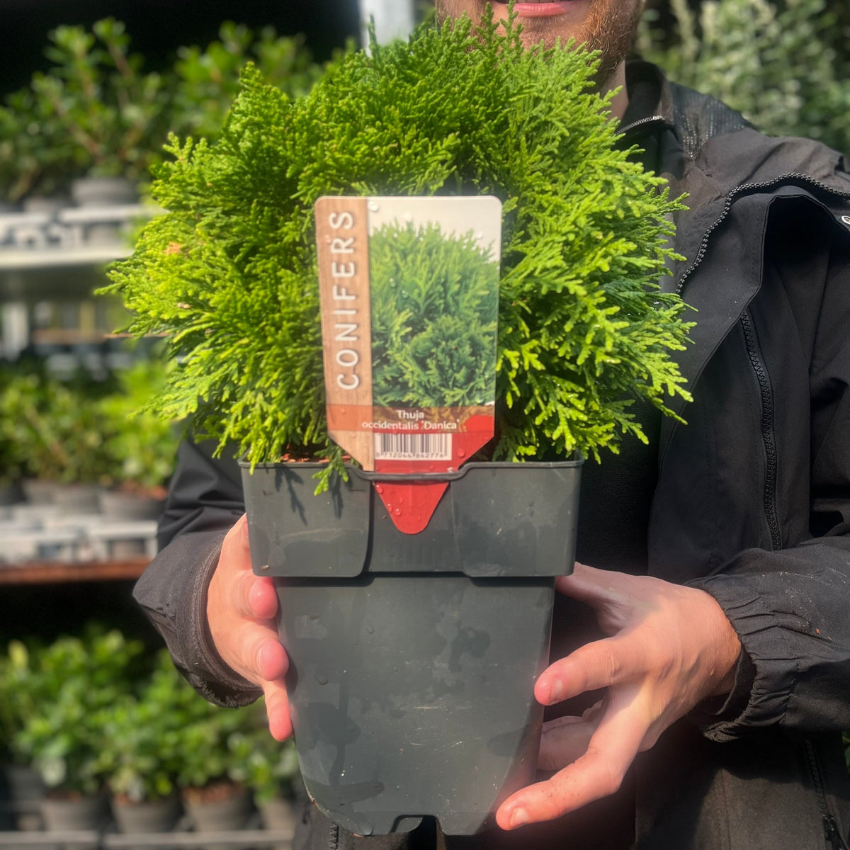 A person holds a Thuja occidentalis &#39;Danica&#39; in a 2L/3L/10L pot. The compact, bright green conifer stands out against other plants in the blurred background, with the label &quot;CONIFERS&quot; clearly visible on the pot.