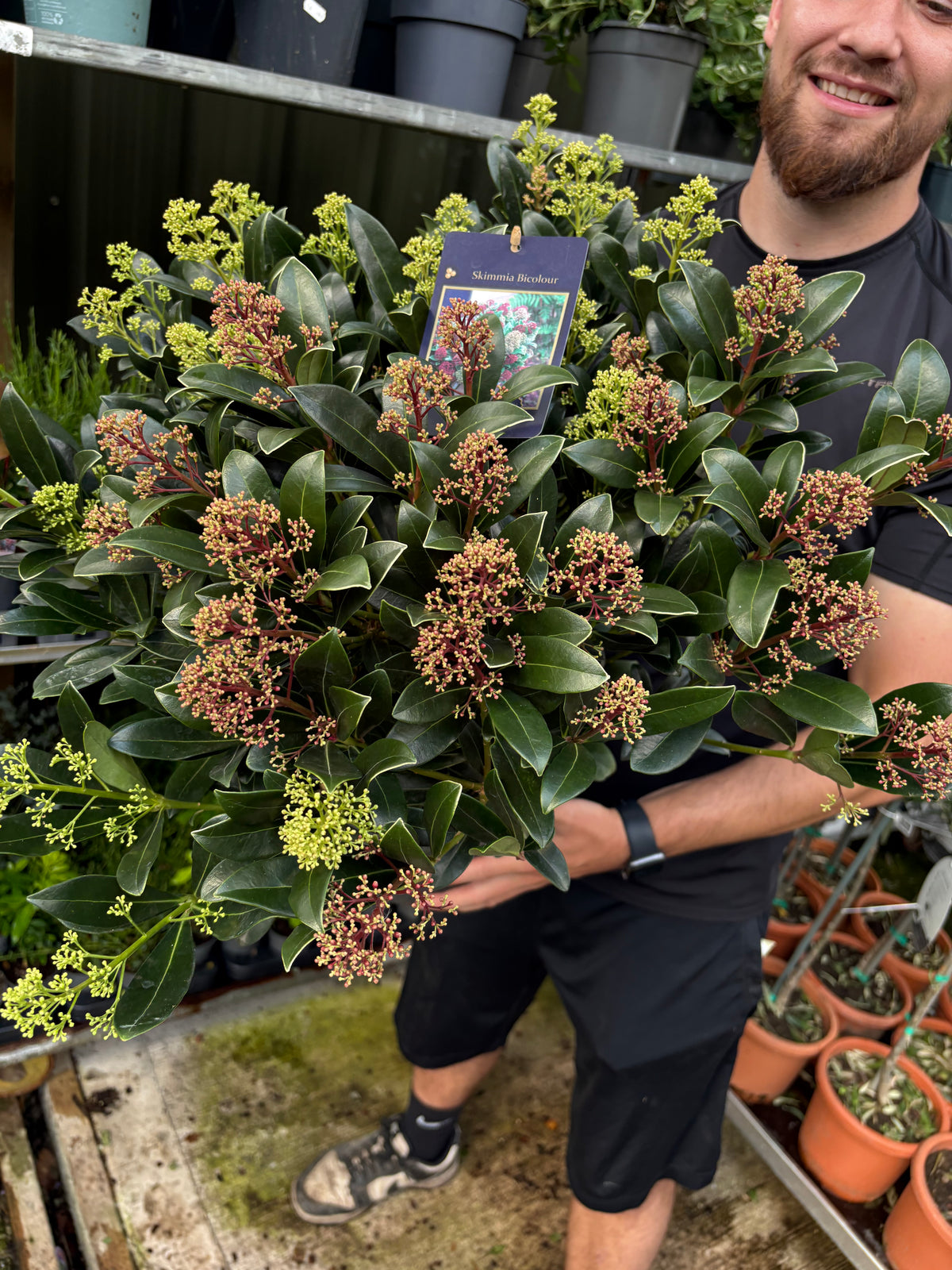 Skimmia japonica ‘Duo-Colour’ 10L (50cm dia.)