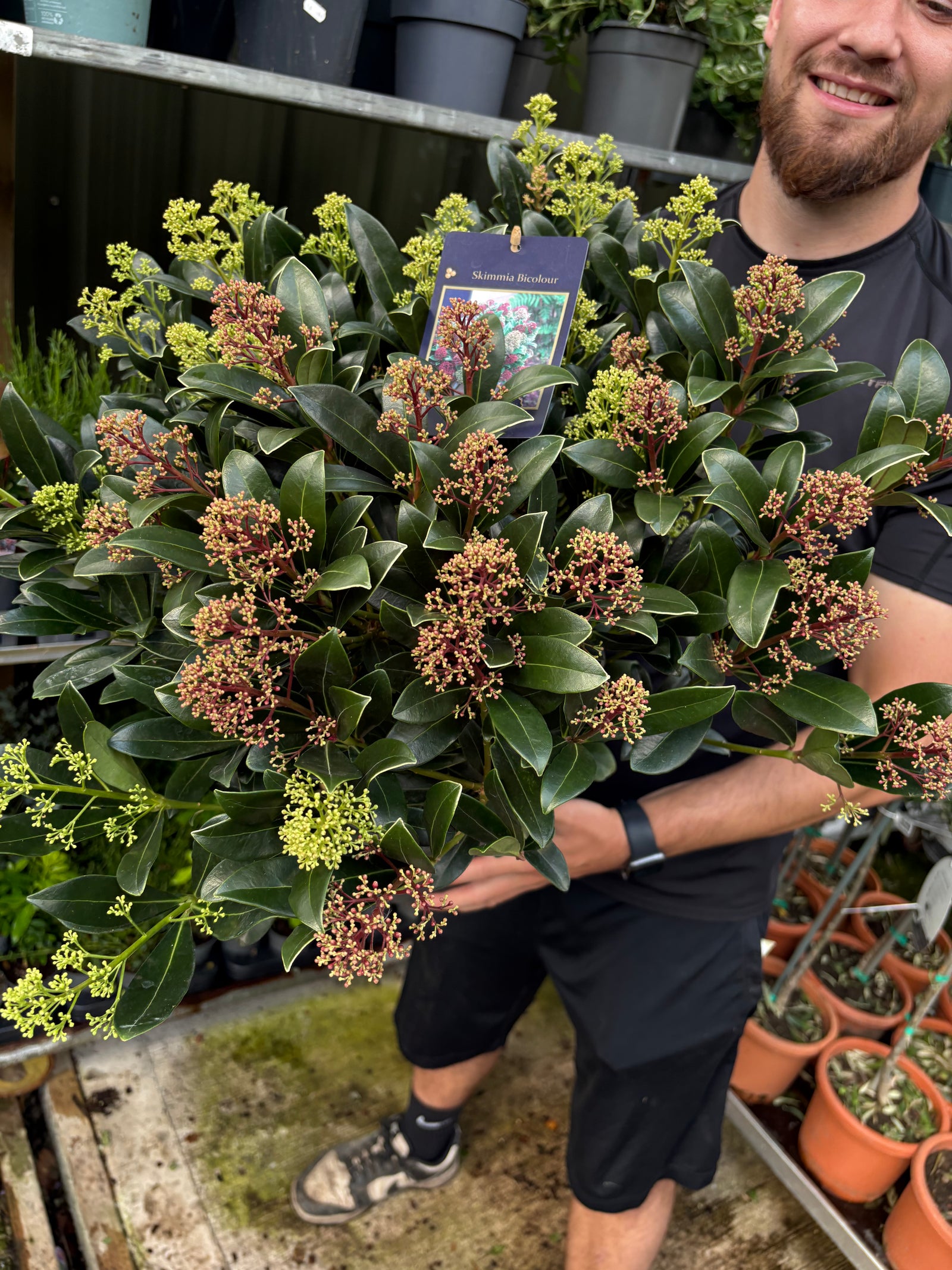 Skimmia japonica ‘Duo-Colour’ 10L (50cm dia.)
