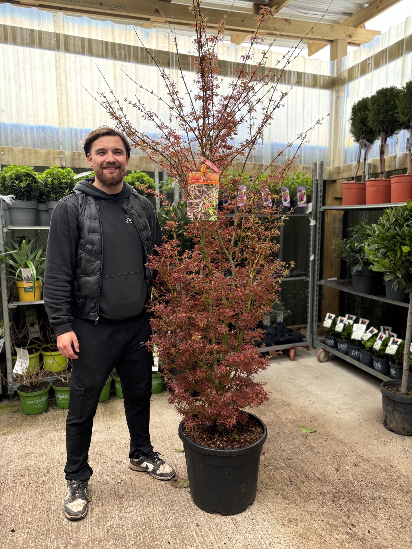 Acer palmatum Jerre Schwartz 3L / 35L