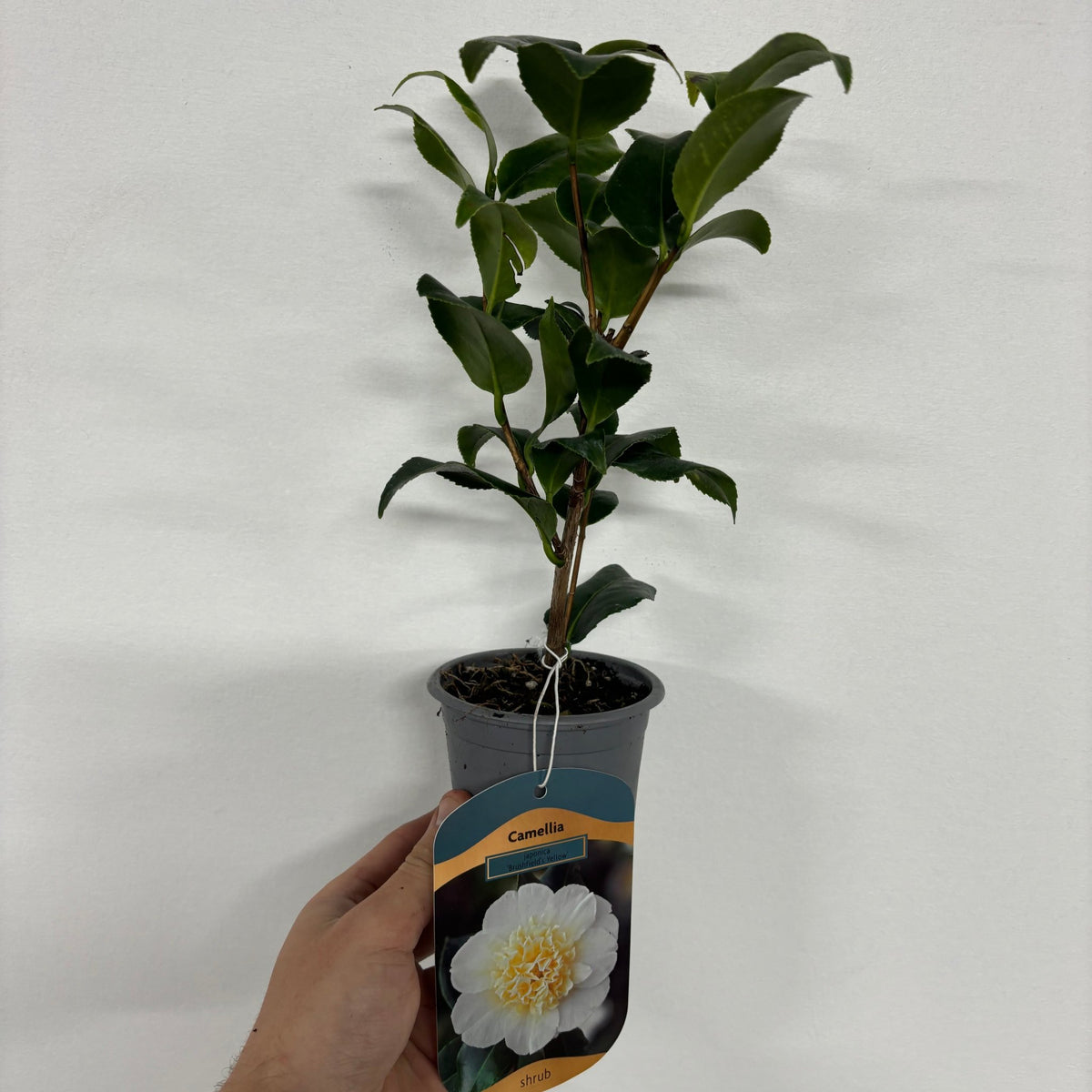 A hand holds a Camellia &#39;Brushfield&#39;s Yellow&#39; (9cm pot, 20-30cm), an evergreen shrub with green leaves. The label shows a white double yellow bloom and &quot;Camellia&quot; above it, set against a plain white wall.