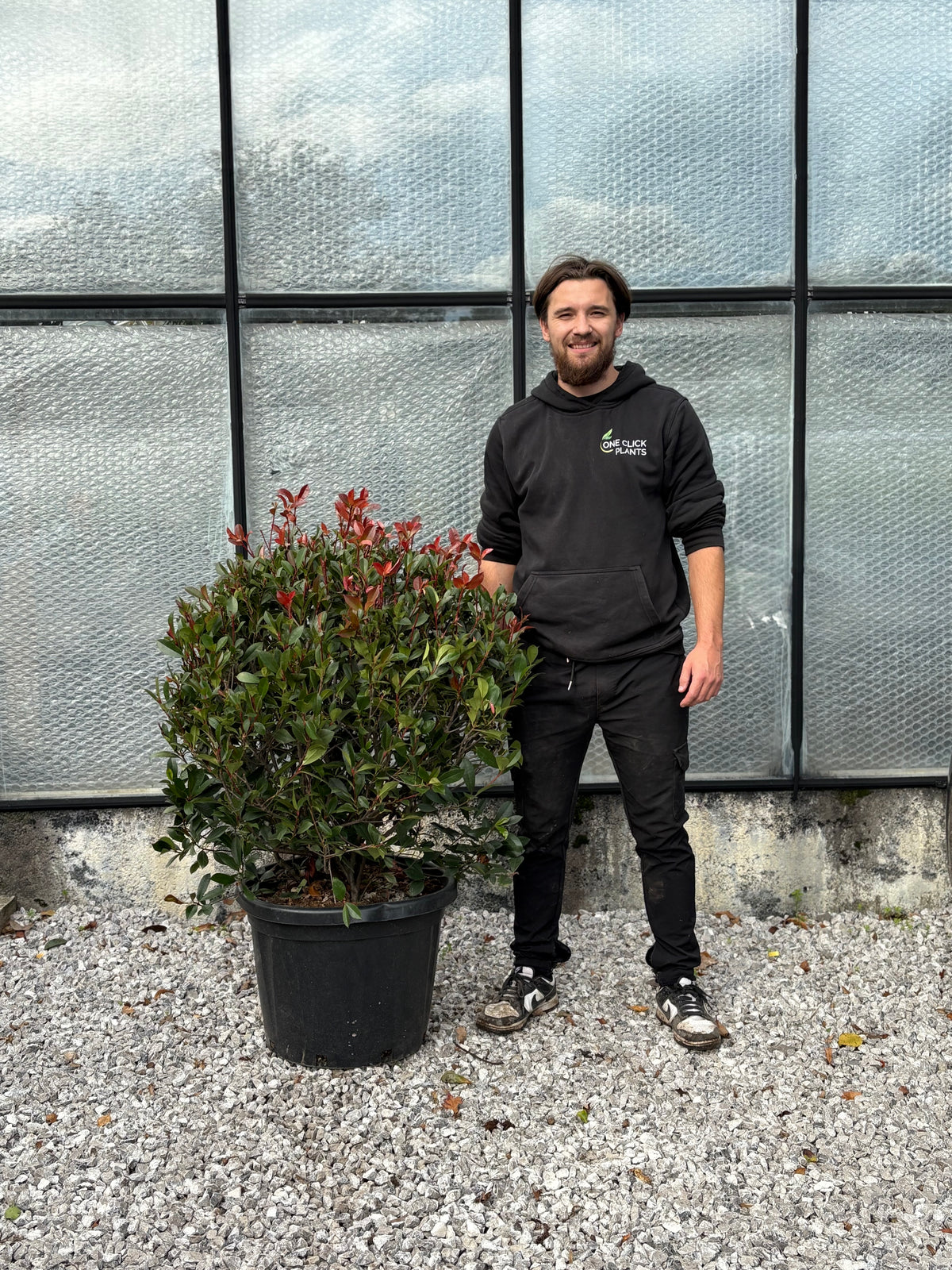 Photinia &#39;Red Robin&#39; Ball 45L (60cm dia.)