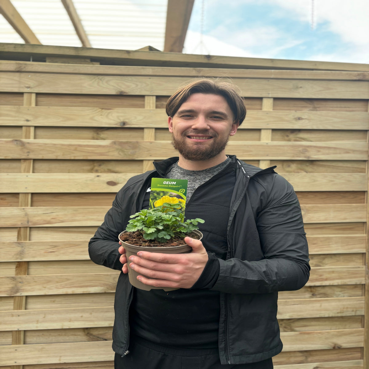 Geum &#39;Banana Daiquiri&#39; 9cm/2L