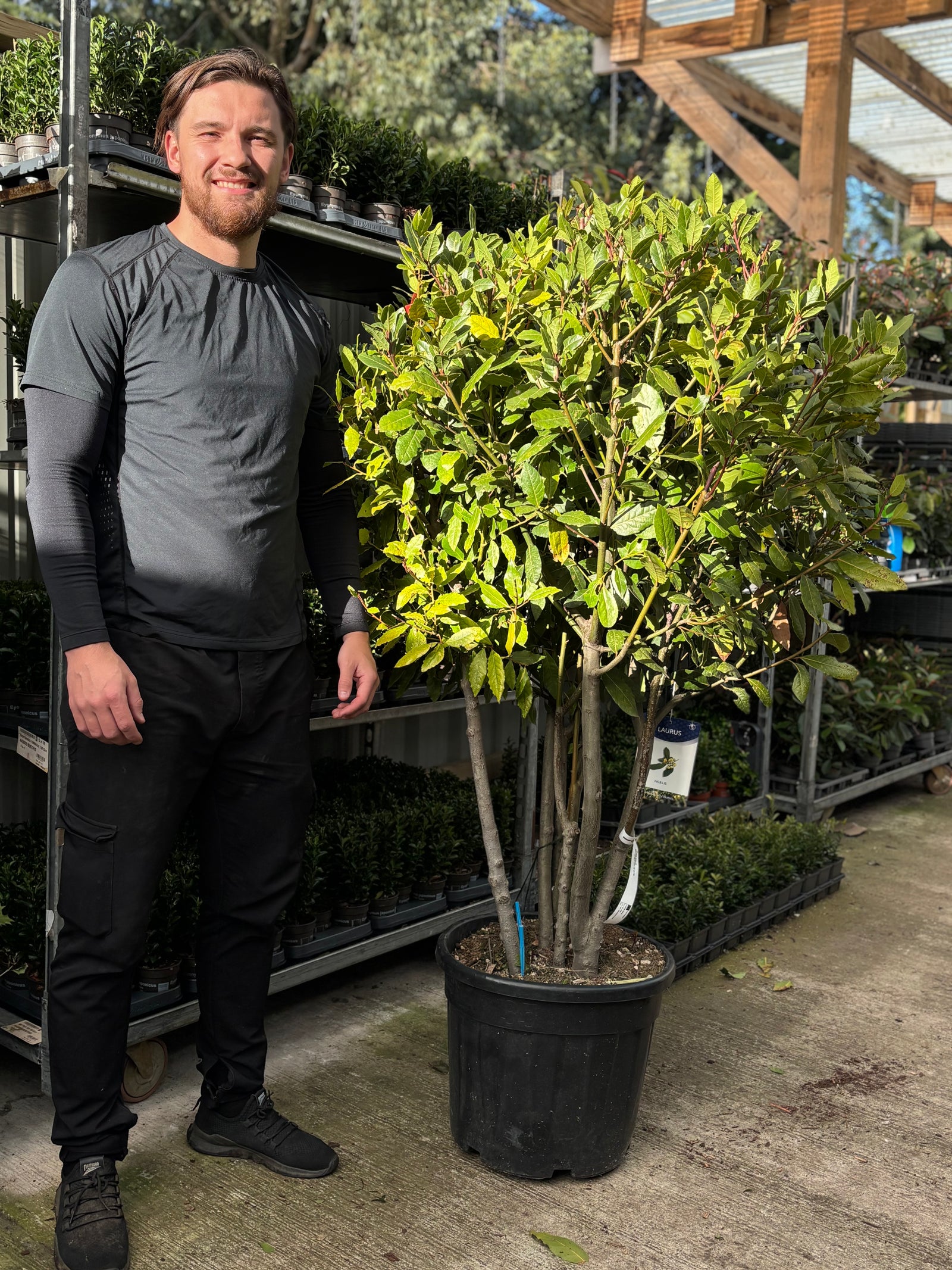 Multistem Bay Tree (Laurus Nobilis) 35L 160-180cm