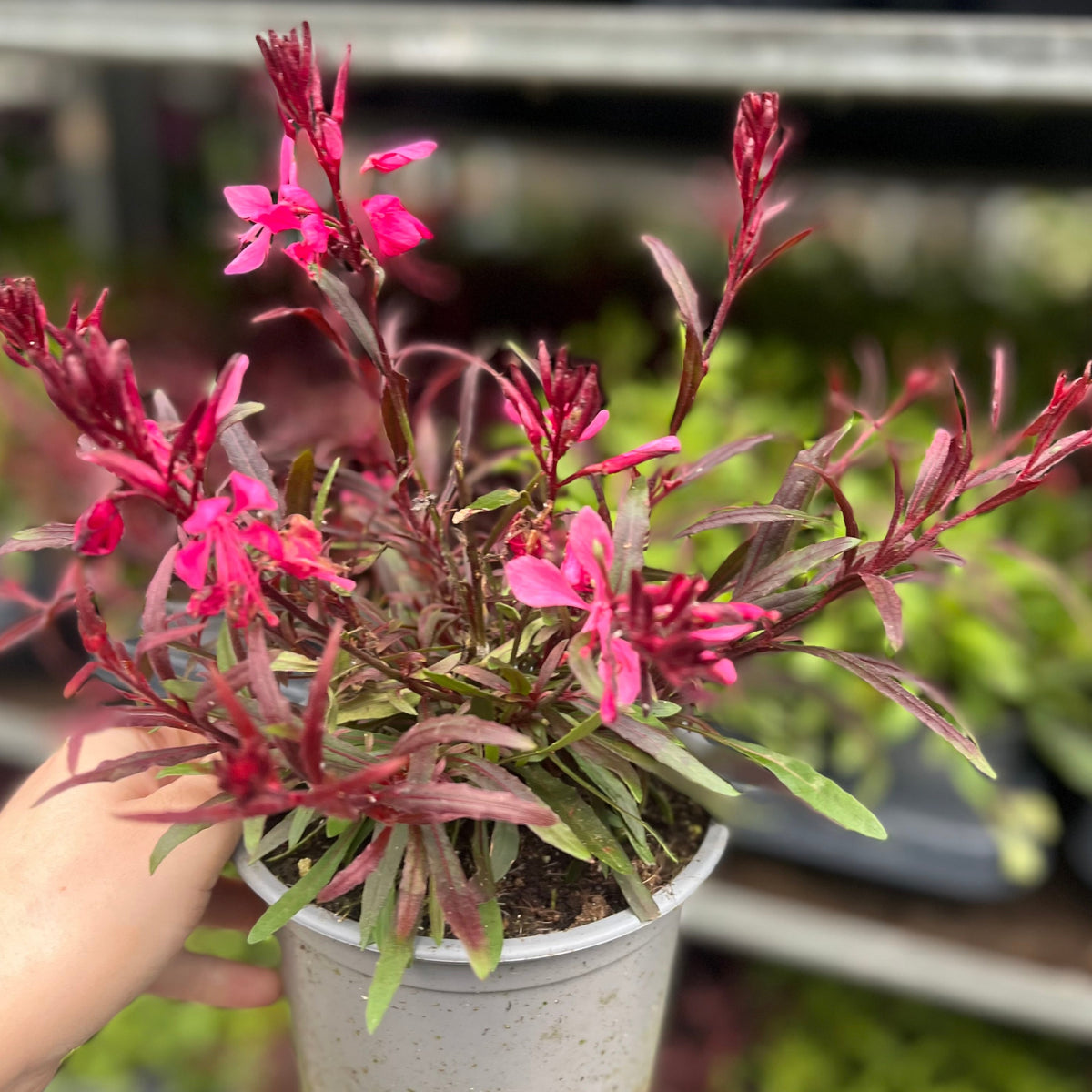 A hand holds a Gaura lindheimeri Gaudi Red in a 9cm/1.5L pot, displaying slender reddish-green leaves and vibrant star-shaped pink flowers. Blurred green plants and shelves can be seen in the background.
