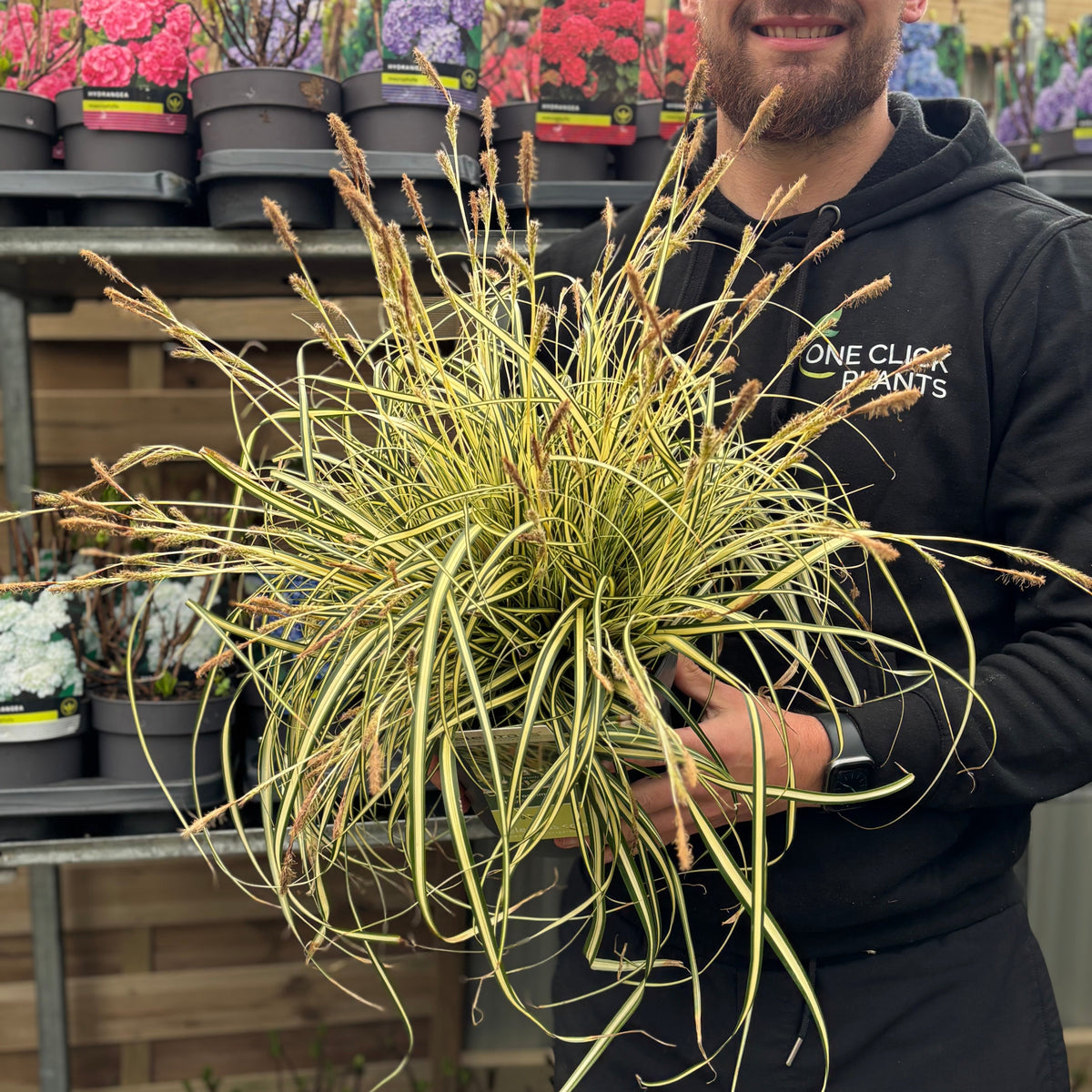 A person in a black hoodie holds a pot of Carex oshimensis &#39;Evergold&#39; Grass (8cm/1L/2L/3L) at a garden center, with shelves of potted flowering plants visible in the background.