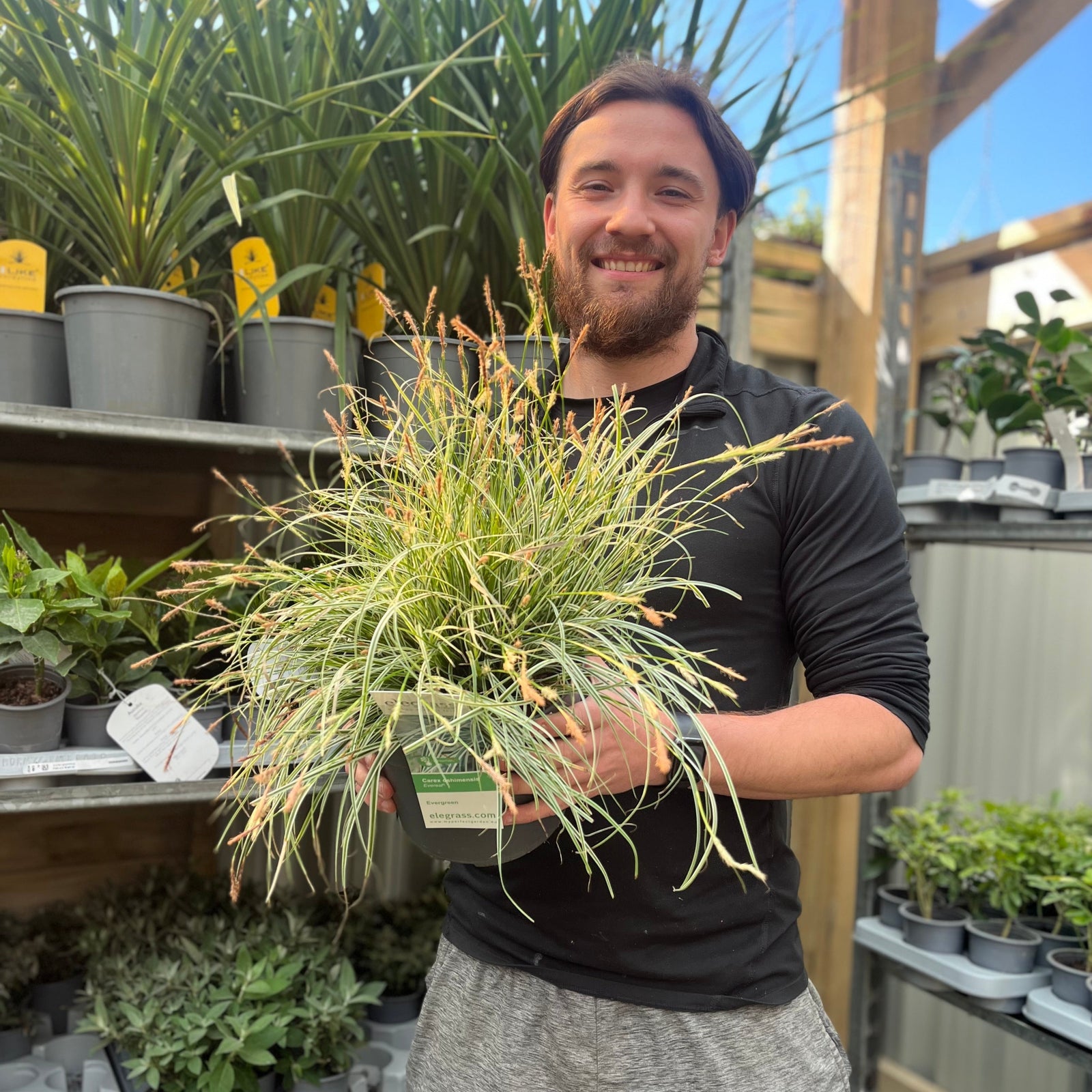 A smiling bearded man wearing a black long-sleeve shirt stands in a plant nursery, holding a Carex - Everest Ornamental Grass (9cm / 1L / 2L). Behind him are shelves with low-maintenance green plants and pots.
