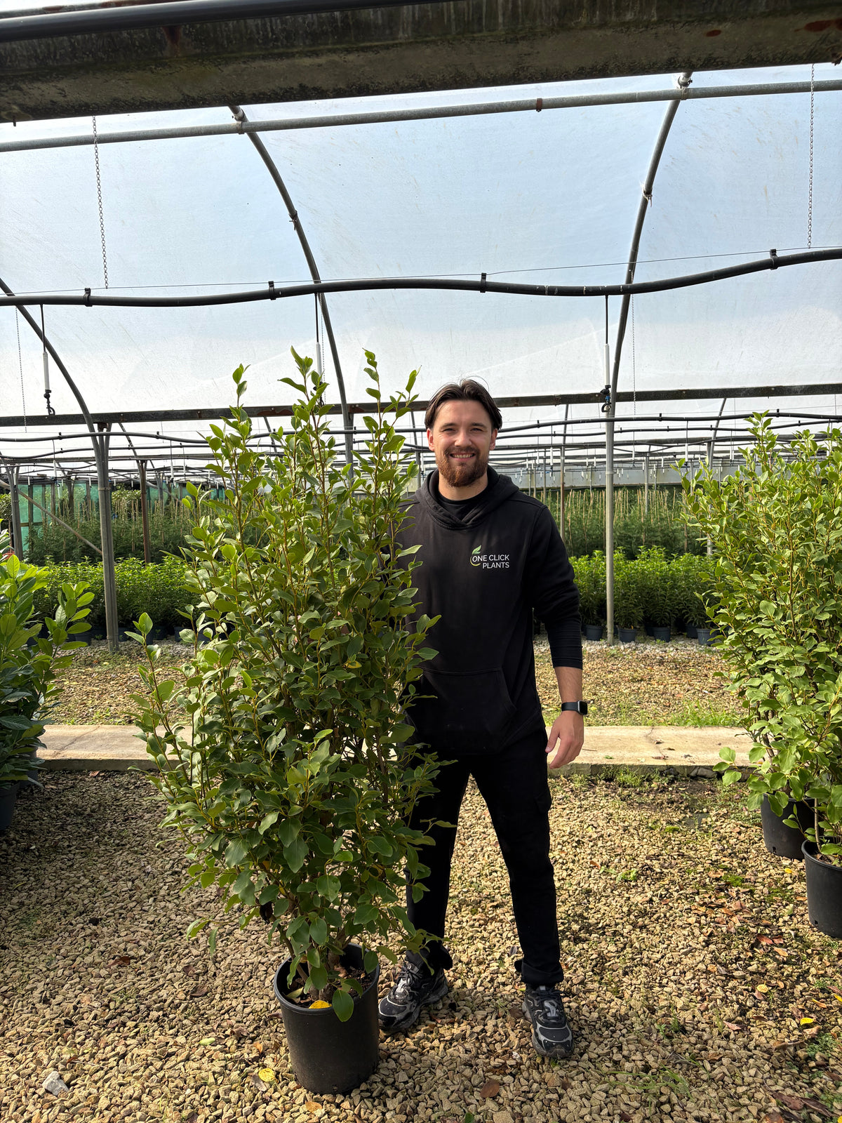 5-6ft Griselinia llitoralis (150-180cm) 20L