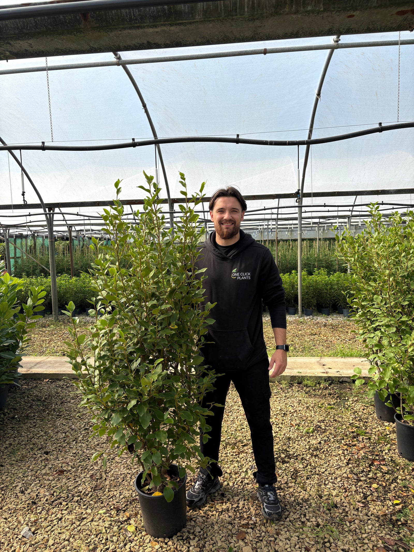 5-6ft Griselinia llitoralis (150-180cm) 20L
