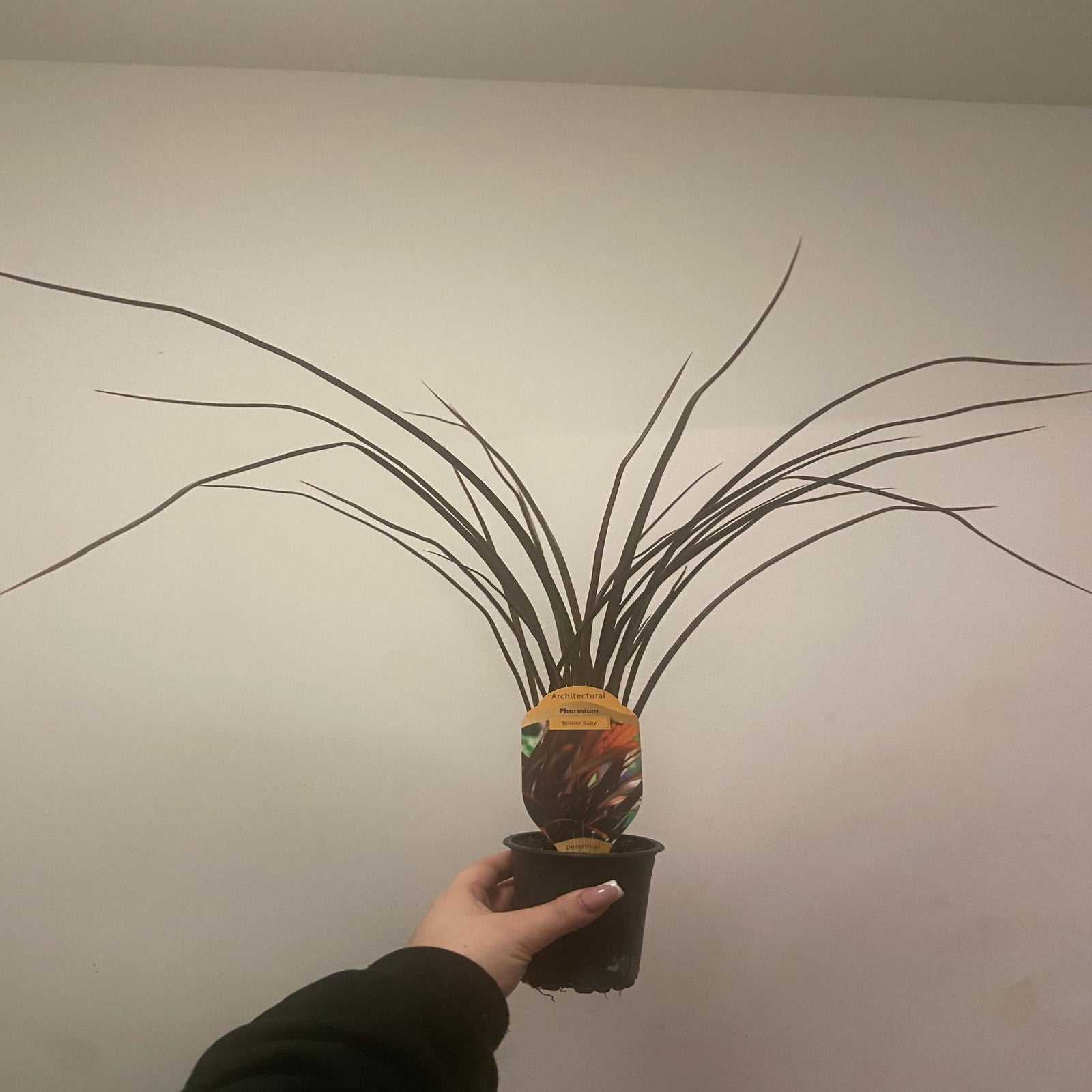 Phormium 'Bronze Baby' 9cm / 2L