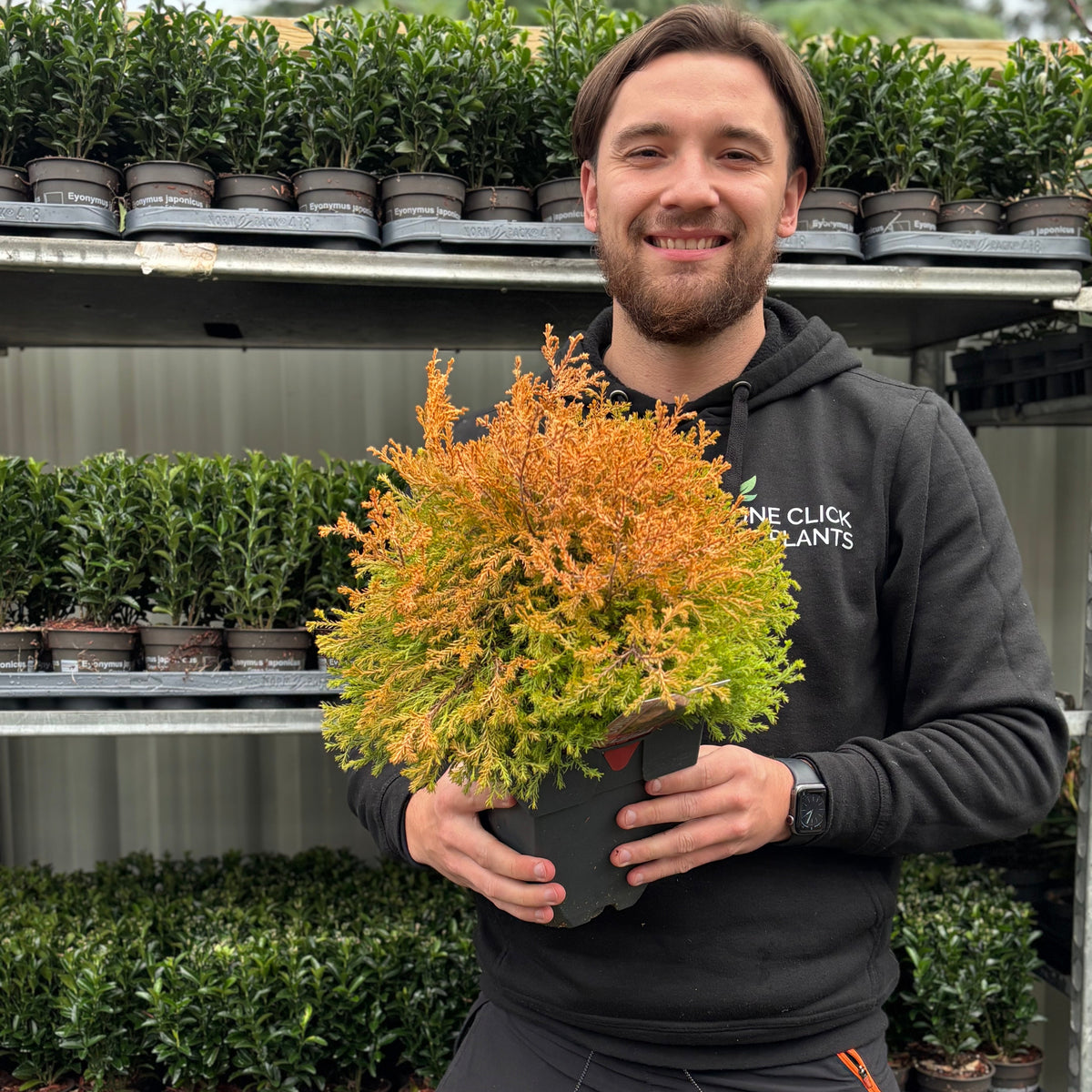 Thuja occidentalis &#39;Rheingold&#39; 2L