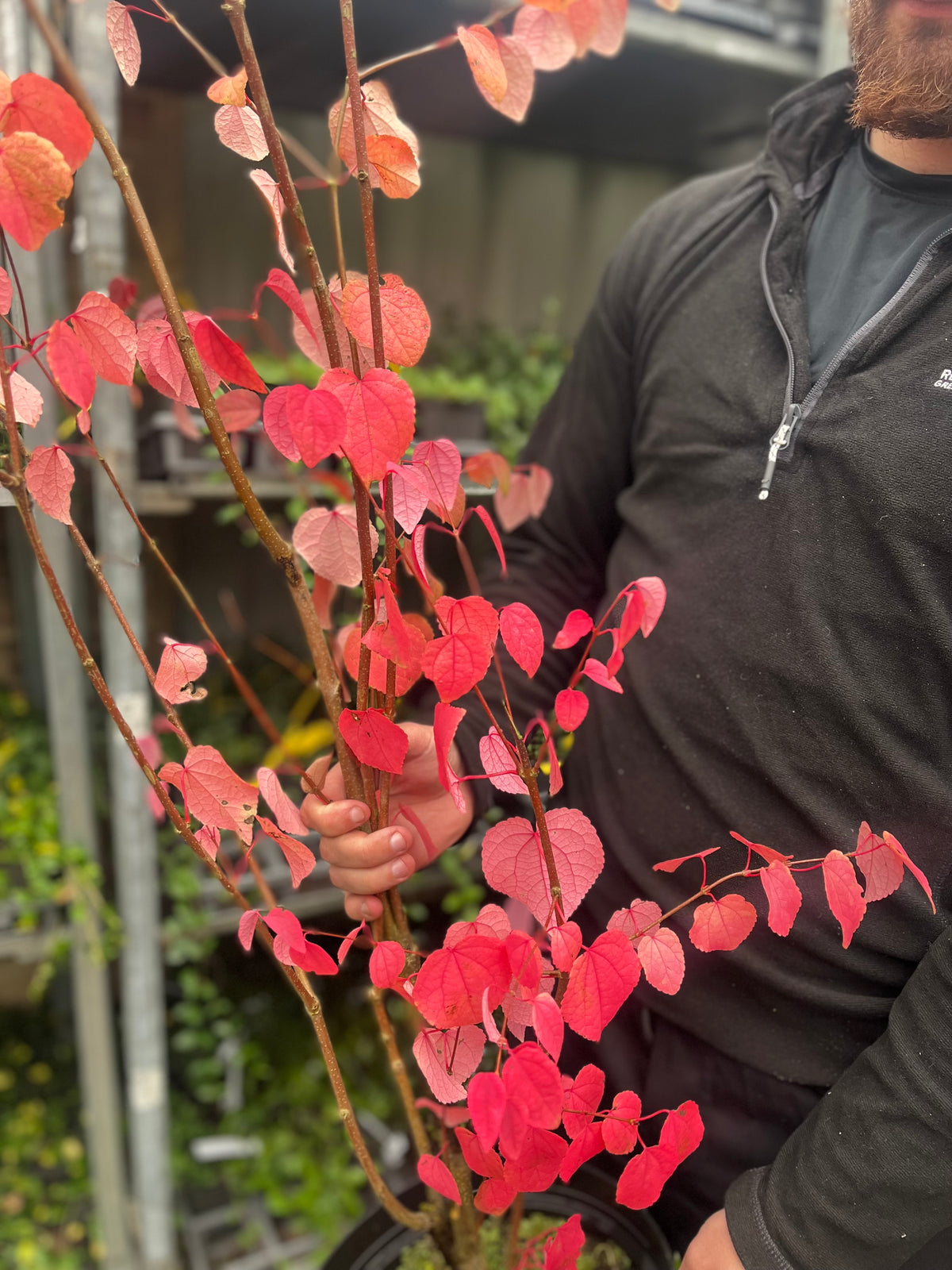 Cercidiphyllum japonicum Katsura 7.5L