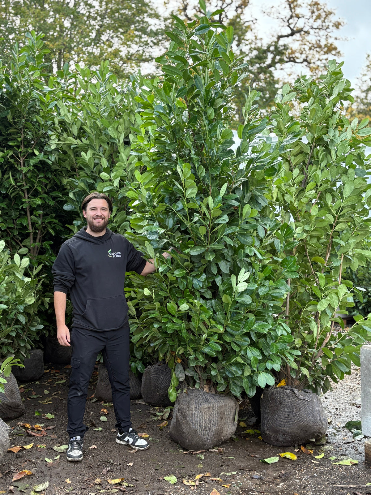 9-10ft Established Bushy ROOTBALL Cherry Laurel Hedge Plants (270-300cm)