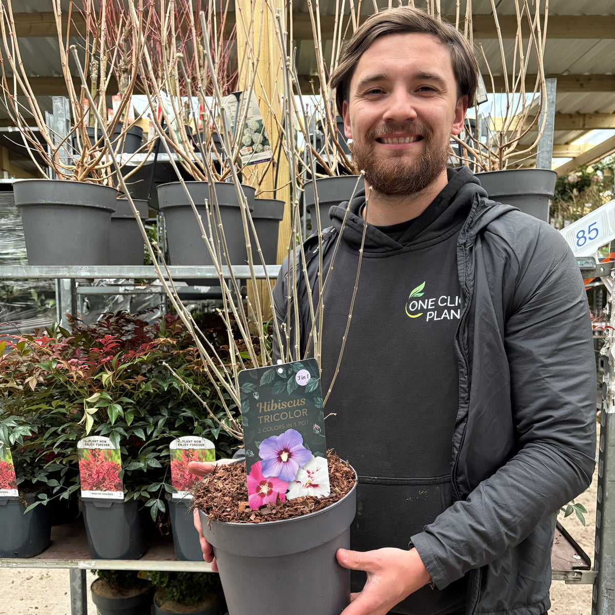 Hibiscus Syracus Tricolour