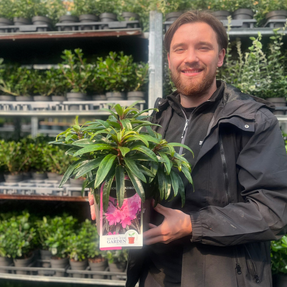 Rhododendron &#39;Graziella&#39; 3L / 5L