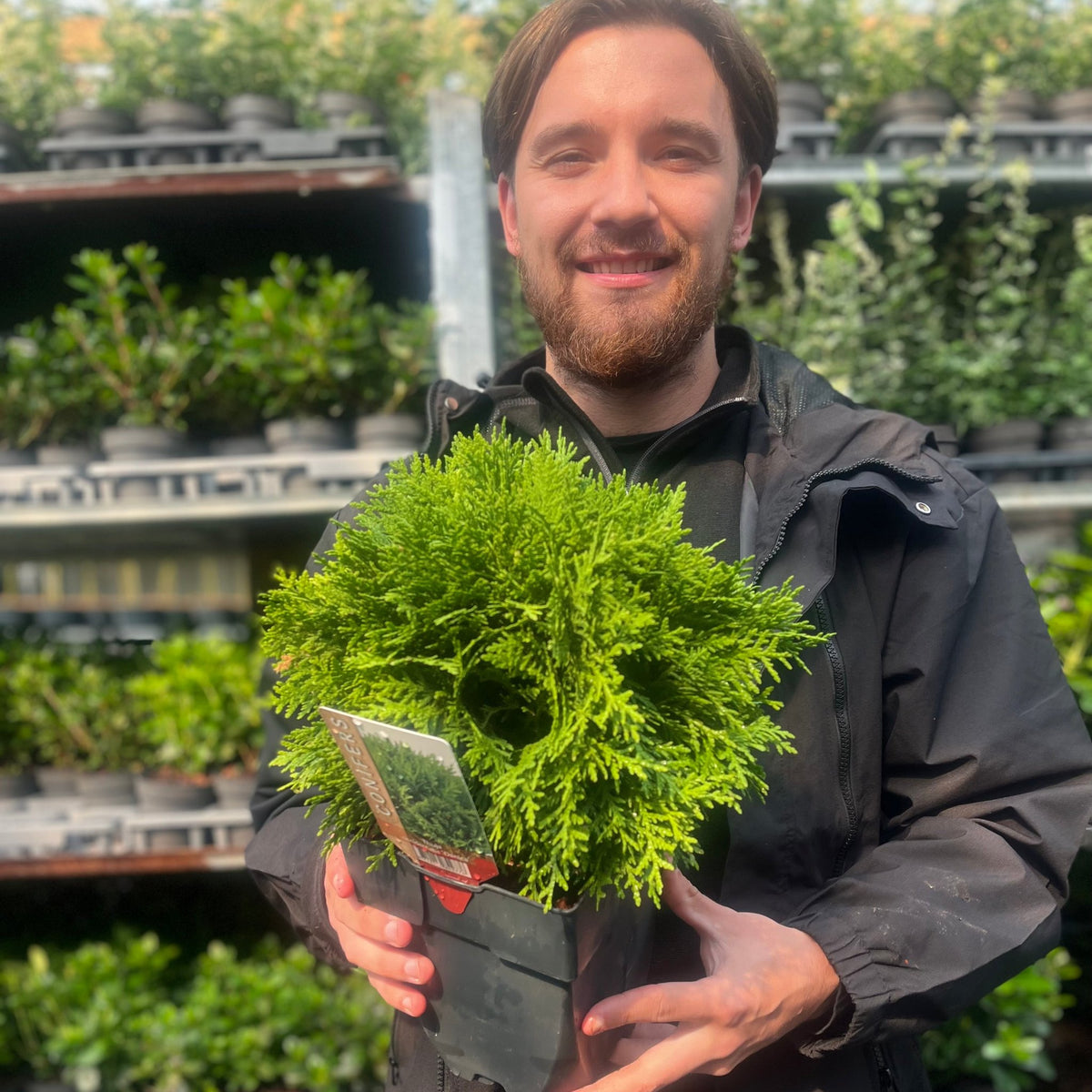 A man with brown hair and a beard smiles while holding a Thuja occidentalis &#39;Danica&#39; (2L/3L/10L) shrub in a garden center, with various other potted plants and dwarf conifers on shelves in the background.