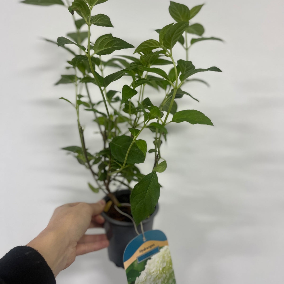 Hydrangea paniculta &#39;LimeLight&#39; 9cm/2L/5L