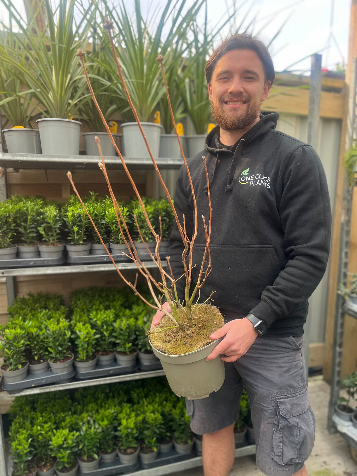 A bearded man in a black hoodie and shorts smiles while holding a bare-branched potted plant in a nursery. Behind him, shelves display green plants and vibrant Azalea knaphill &#39;Hotspur Red&#39; (2L / 5L) among charming garden displays.