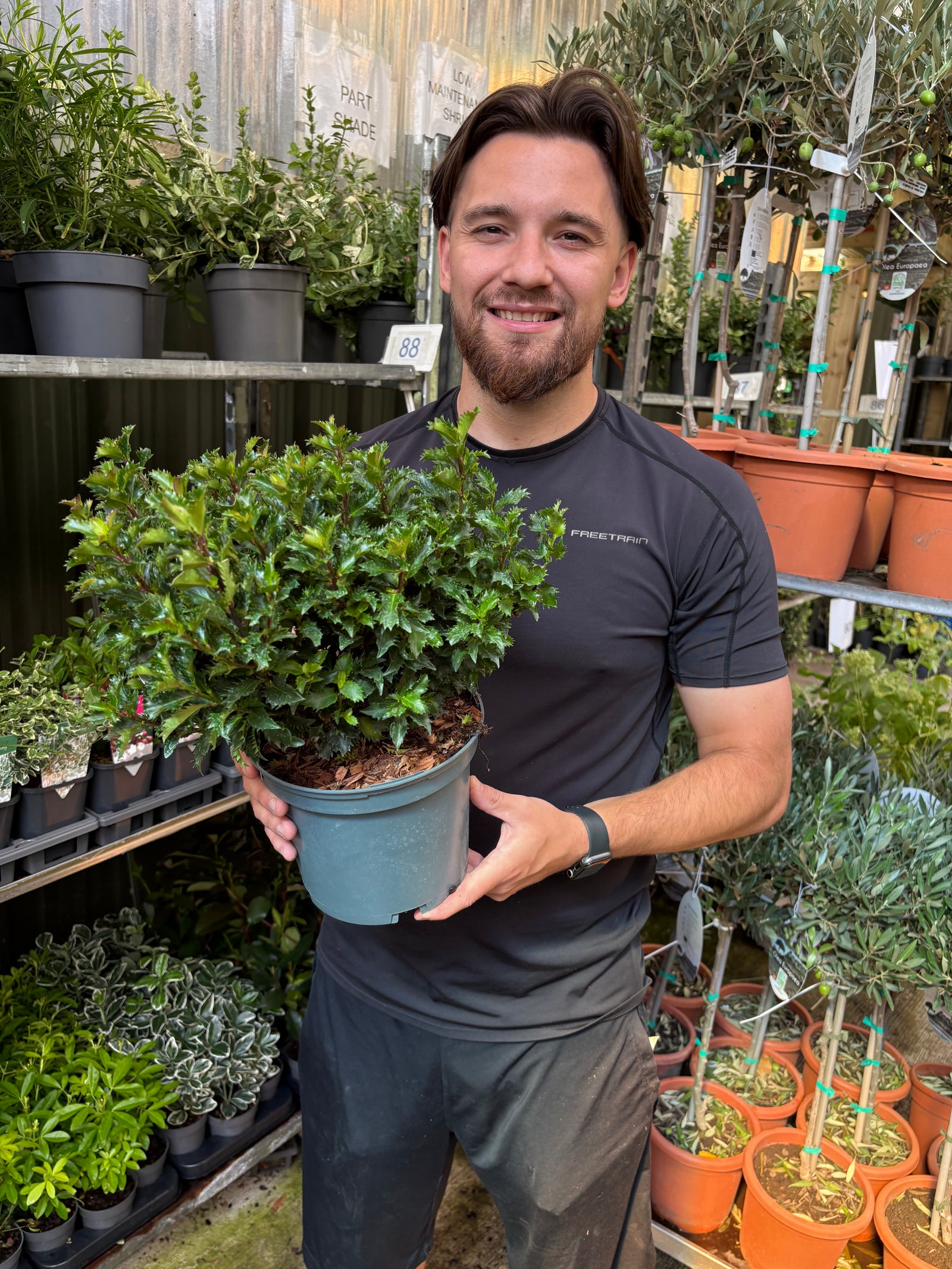 Ilex meserveae 'Little Rascal' Holly