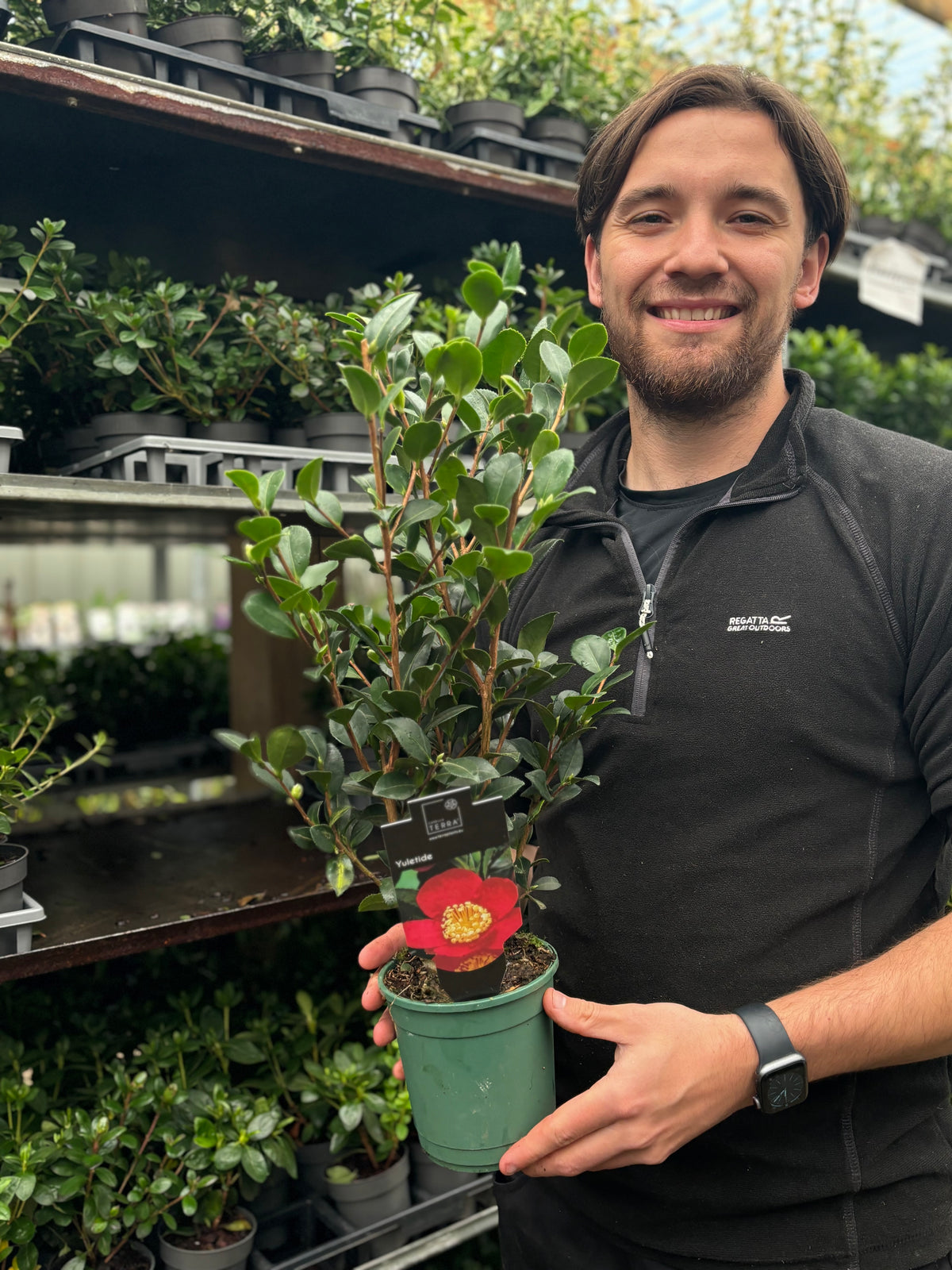 Camellia japonica &#39;Yuletide&#39; 50-60cm