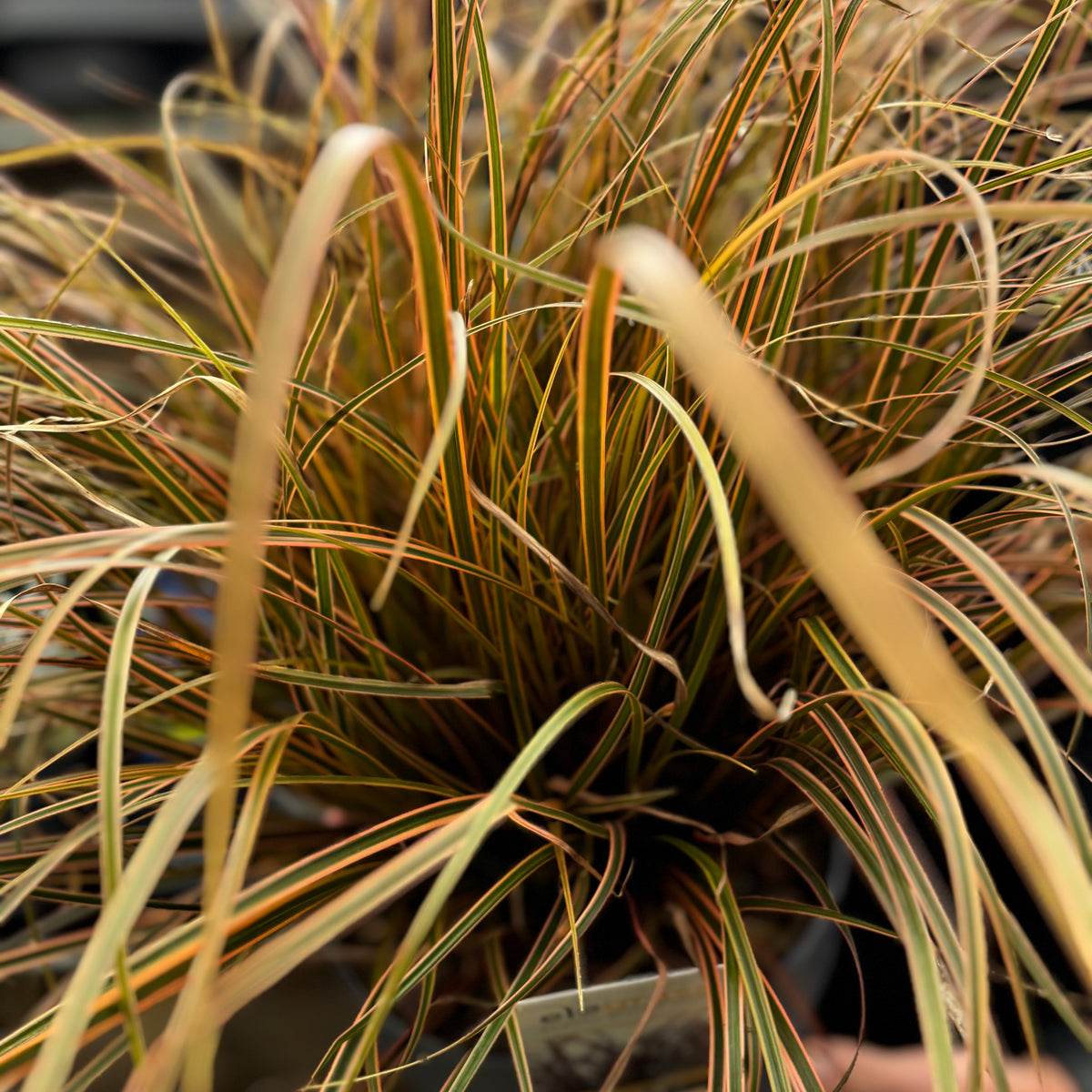 A close-up of Uncinia Rubra &#39;Everflame&#39; Ornamental Grass 3L, an evergreen grass featuring long, arching leaves in green, yellow, and vivid red-bronze tones that give it a dense, textured look.