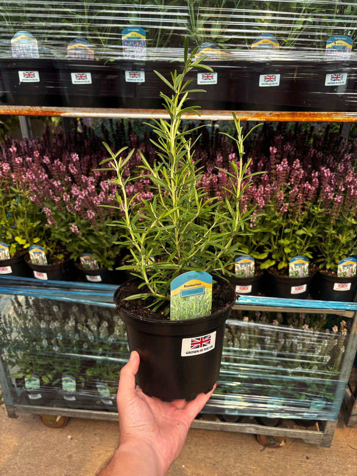 Rosemary officinalis