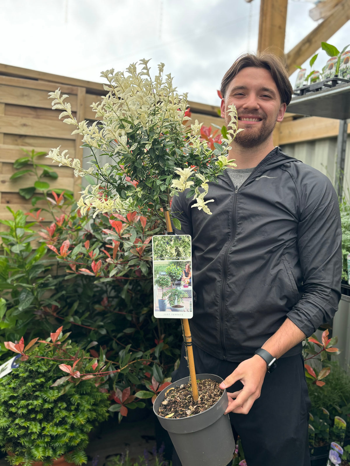 Half Standard Euonymus &#39;Harlequin&#39; 90-100cm