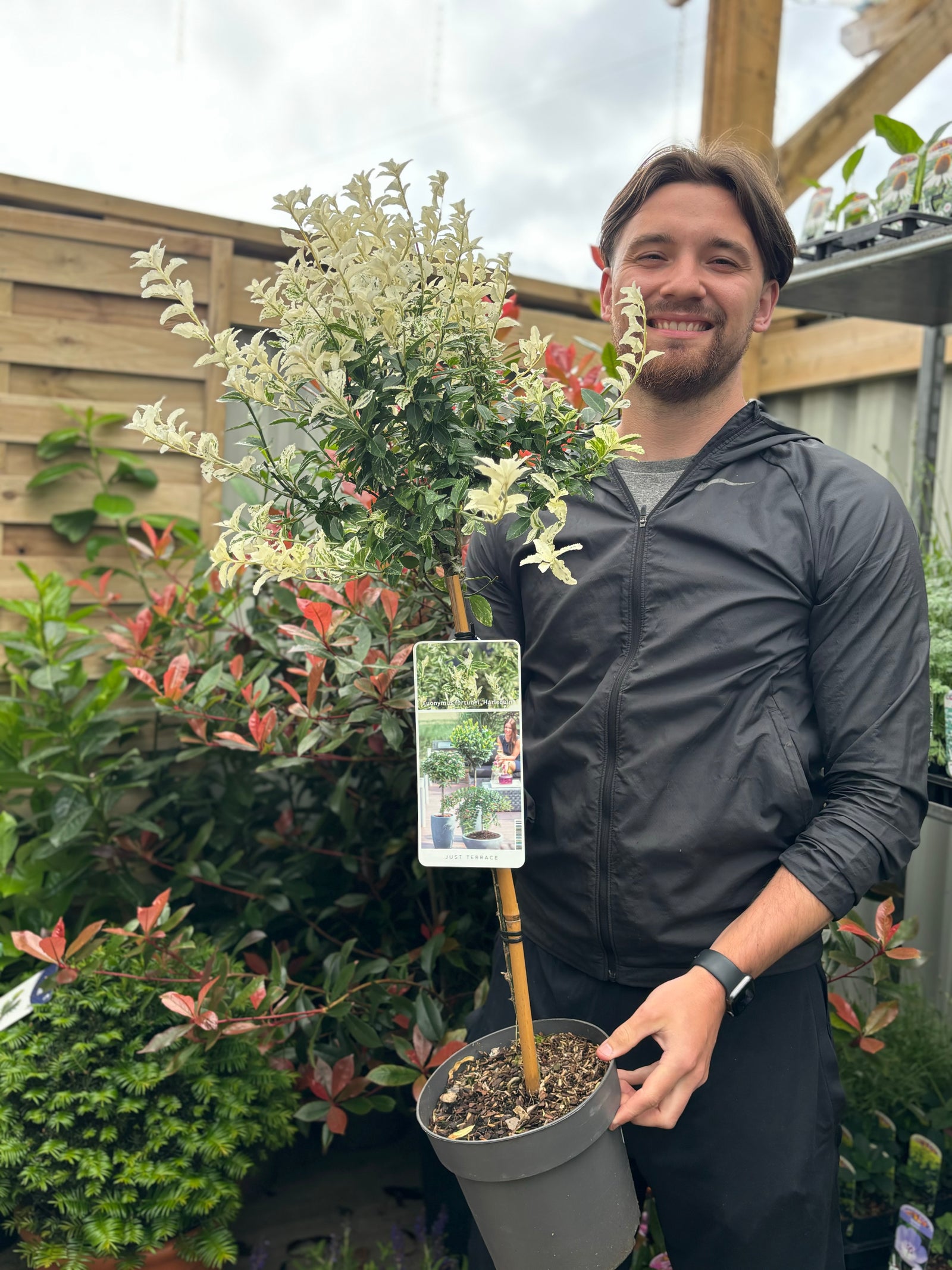 Half Standard Euonymus 'Harlequin' 90-100cm
