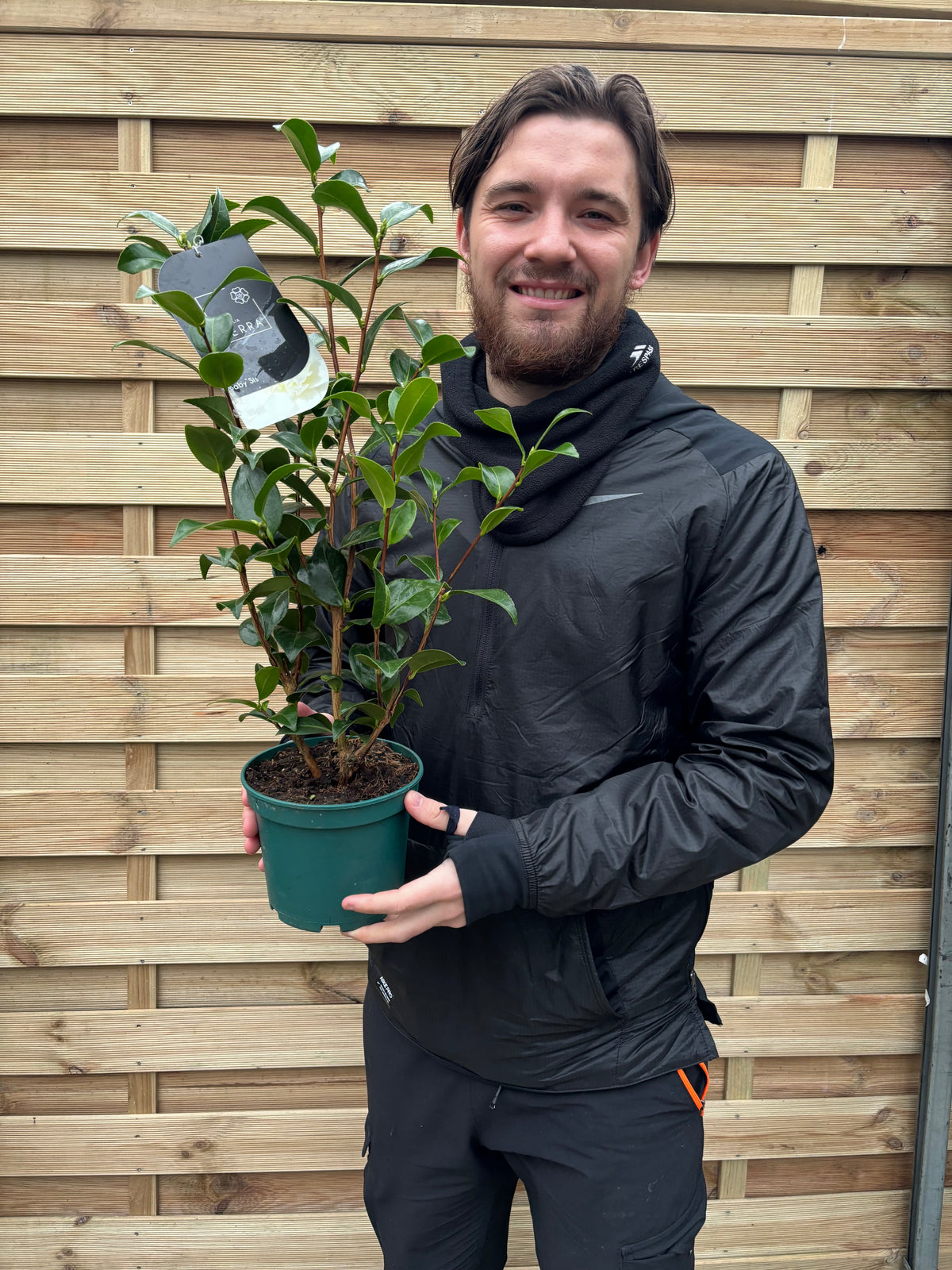 Camellia japonica &#39;Baby Sis&#39; 40-50cm / 100-120cm
