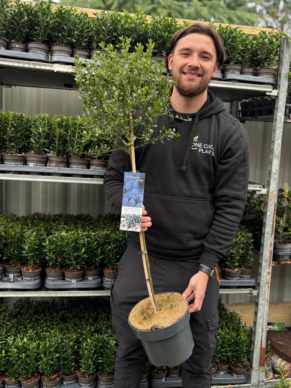 A smiling man in a black hoodie holds a Ceanothus Patio Tree 100-110cm (Californian Lilac) in front of metal shelves filled with small potted plants at an outdoor plant nursery.