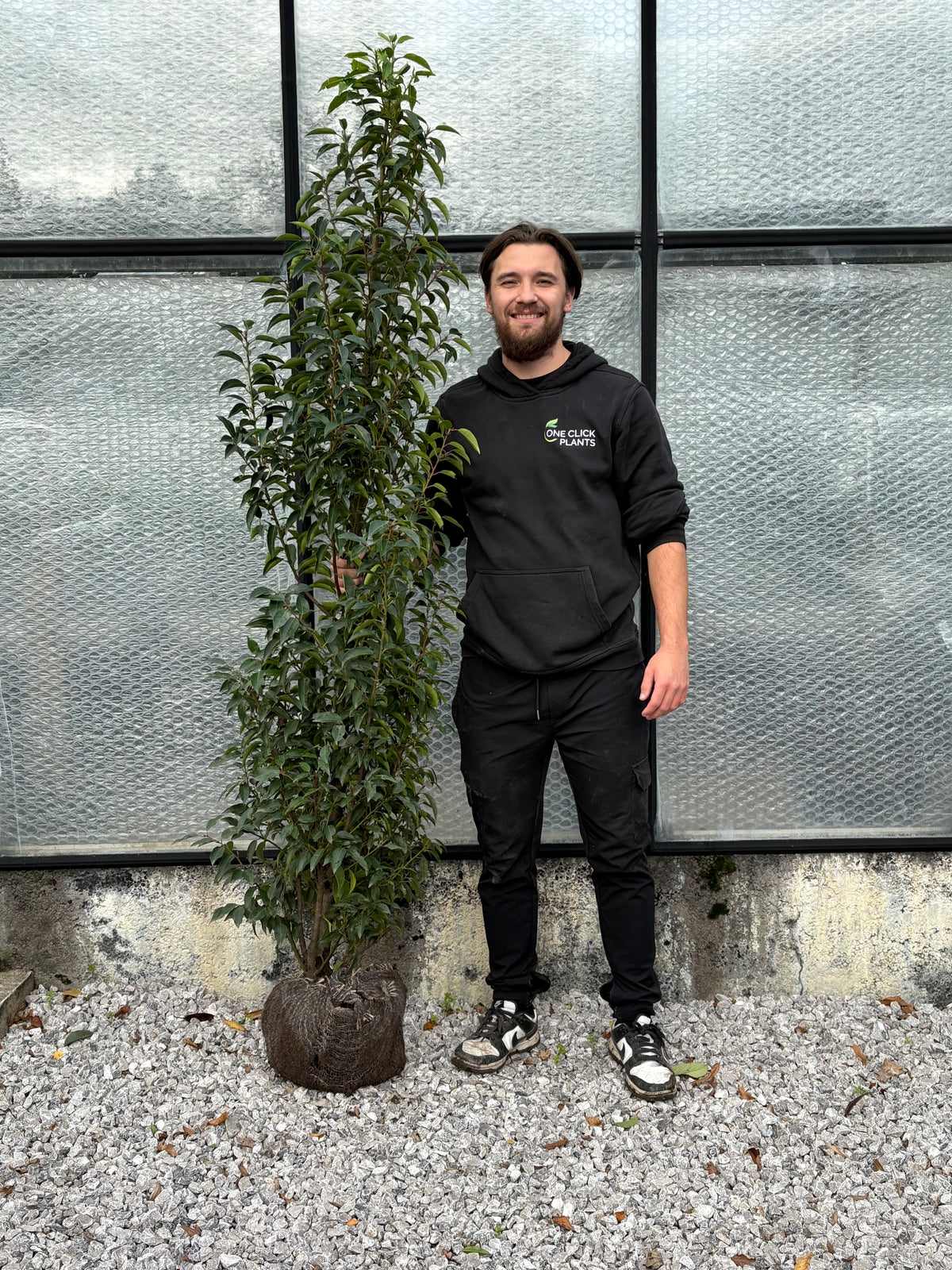 Portuguese Laurel ROOTBALL Hedging
