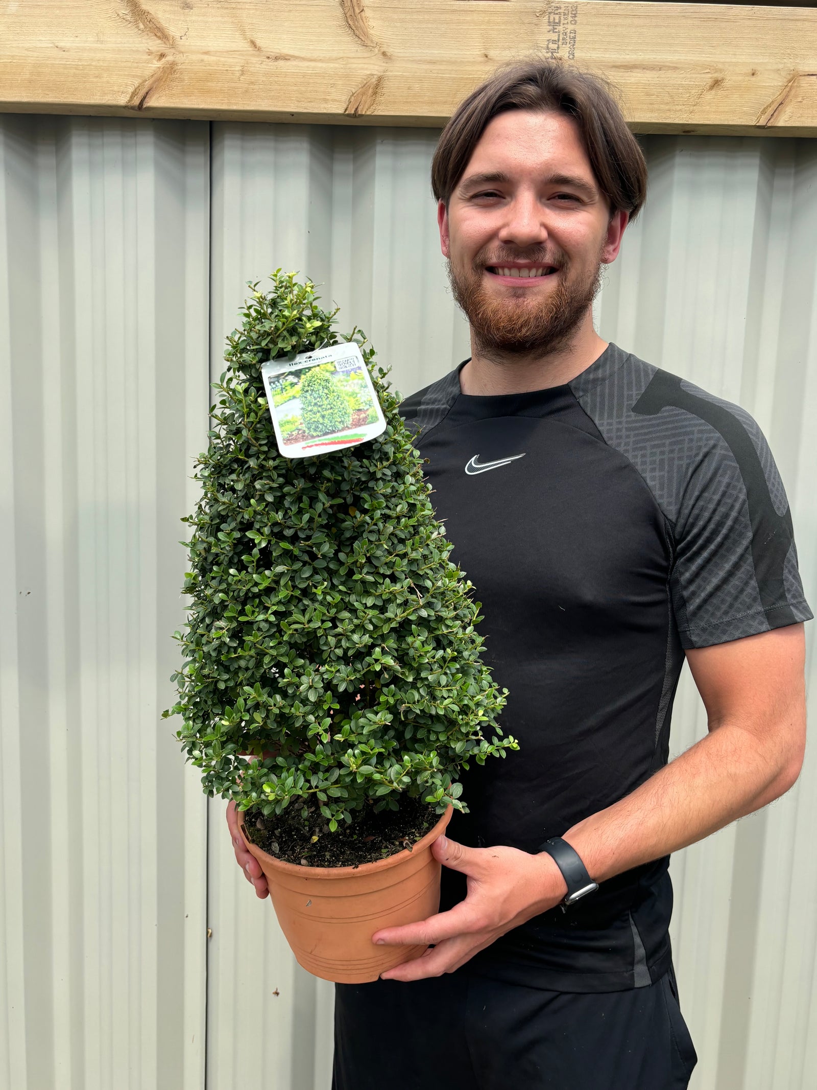 A man in a black athletic outfit smiles while holding an Ilex crenata 'Dark Green' Cone / Pyramid 3L in front of a wooden fence and corrugated metal wall.