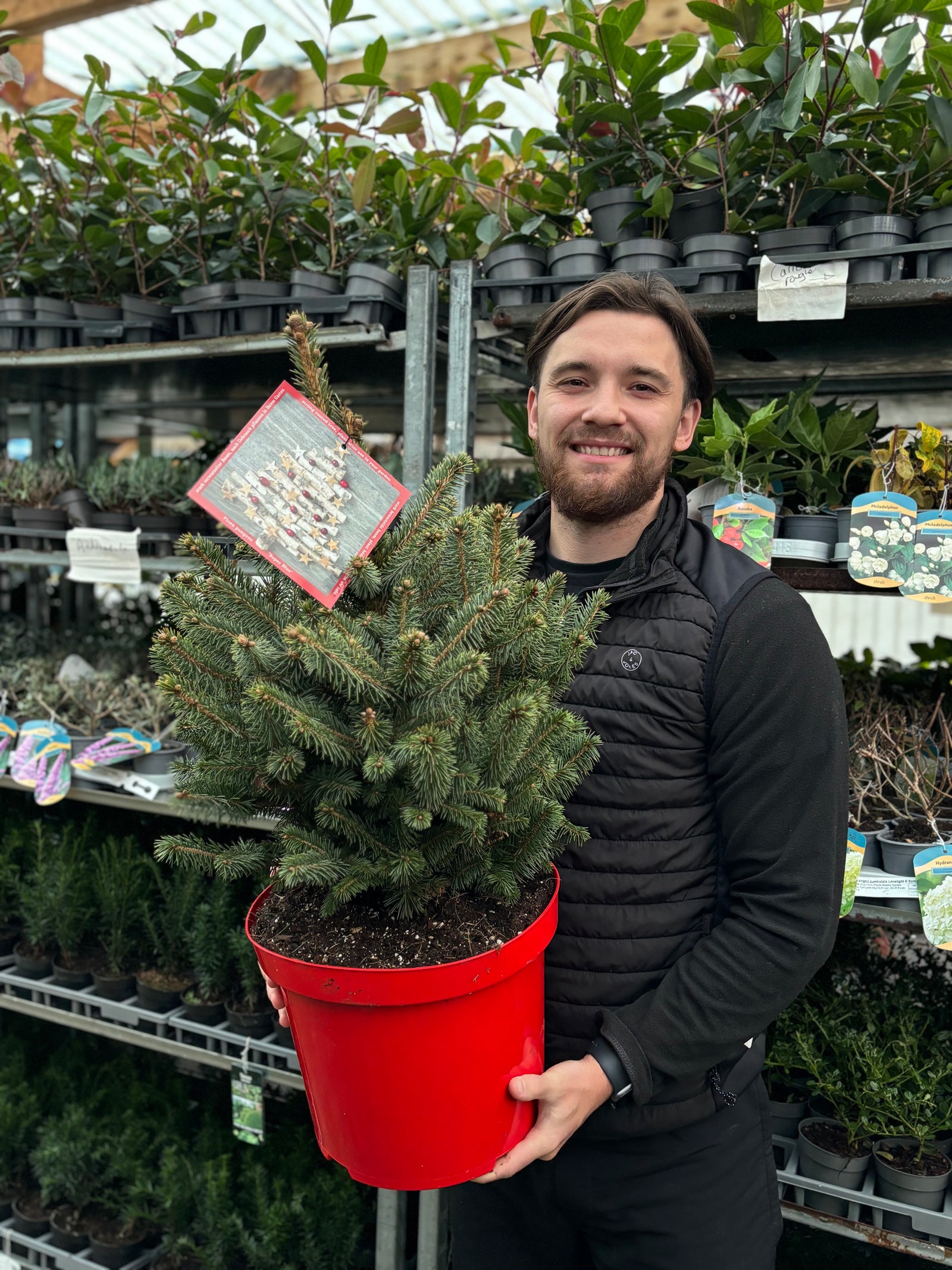 A bearded man with long hair smiles while holding a Potgrown Real Christmas Tree, Picea pungens 'Super Blue' (70-80cm), in a red pot, standing in front of shelves filled with potted plants at a garden center.