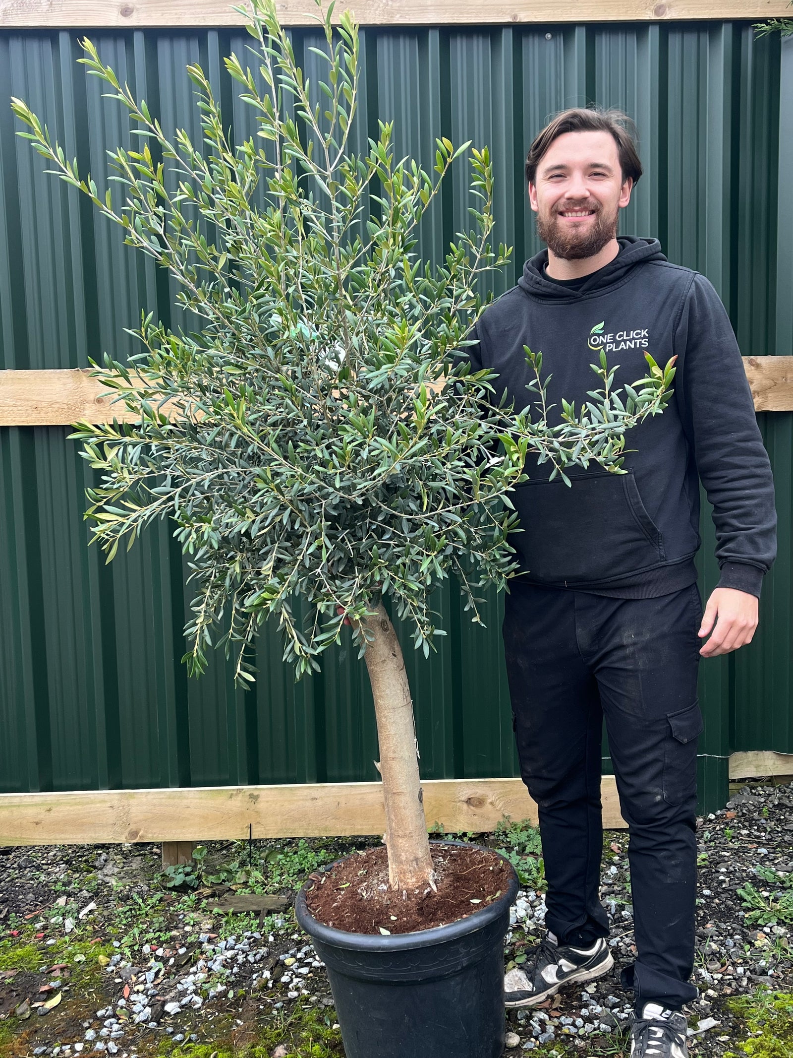 A person smiles beside an Olive Tree 35L 1.7-1.8m (Multibuy Offers Available) in a greenhouse filled with plants, wearing a jacket, green sweater, and black pants as sunlight streams through the glass roof.