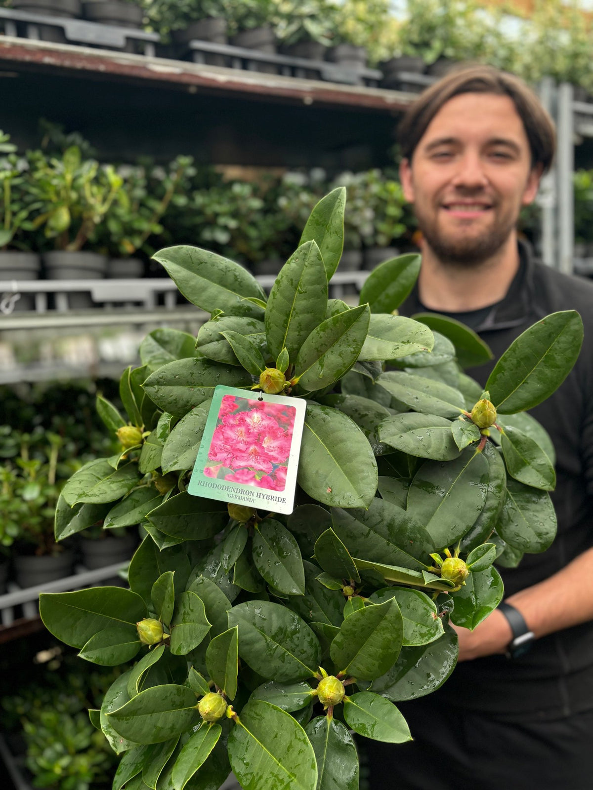 Rhododendron &#39;Germania&#39; 2L /5L