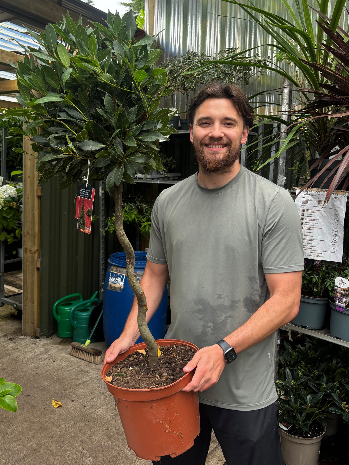Twisted Thick Stem Standard Bay Tree (Laurus nobilis) 110-120cm inc. 10L Growers Pot