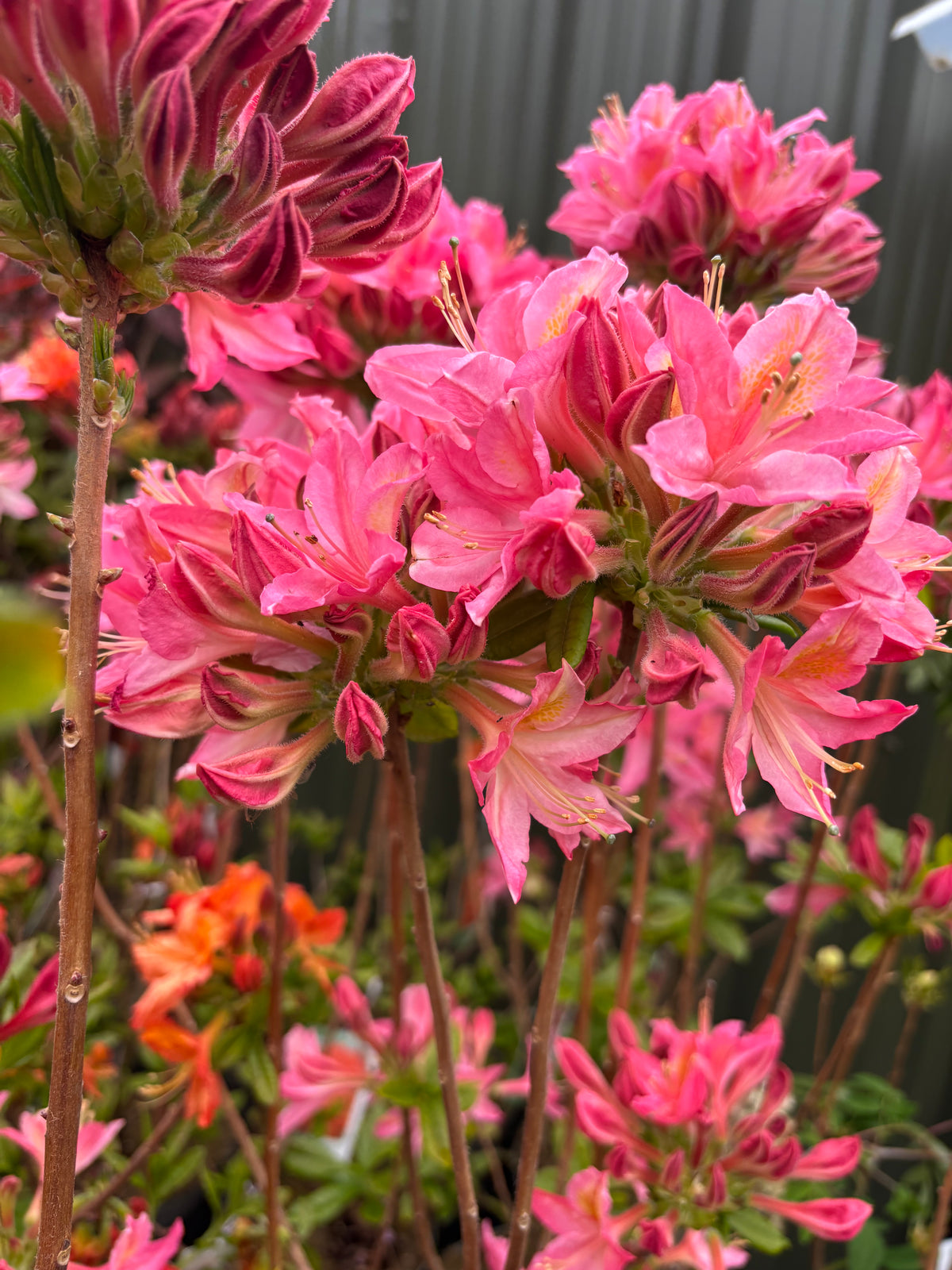 Azalea knaphill &#39;Jolie Madame&#39; 5L (80-90cm inc. pot)