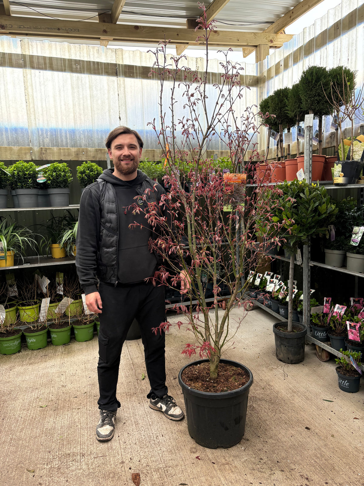 Acer palmatum 'Atropurpureum' 10.5cm-130L
