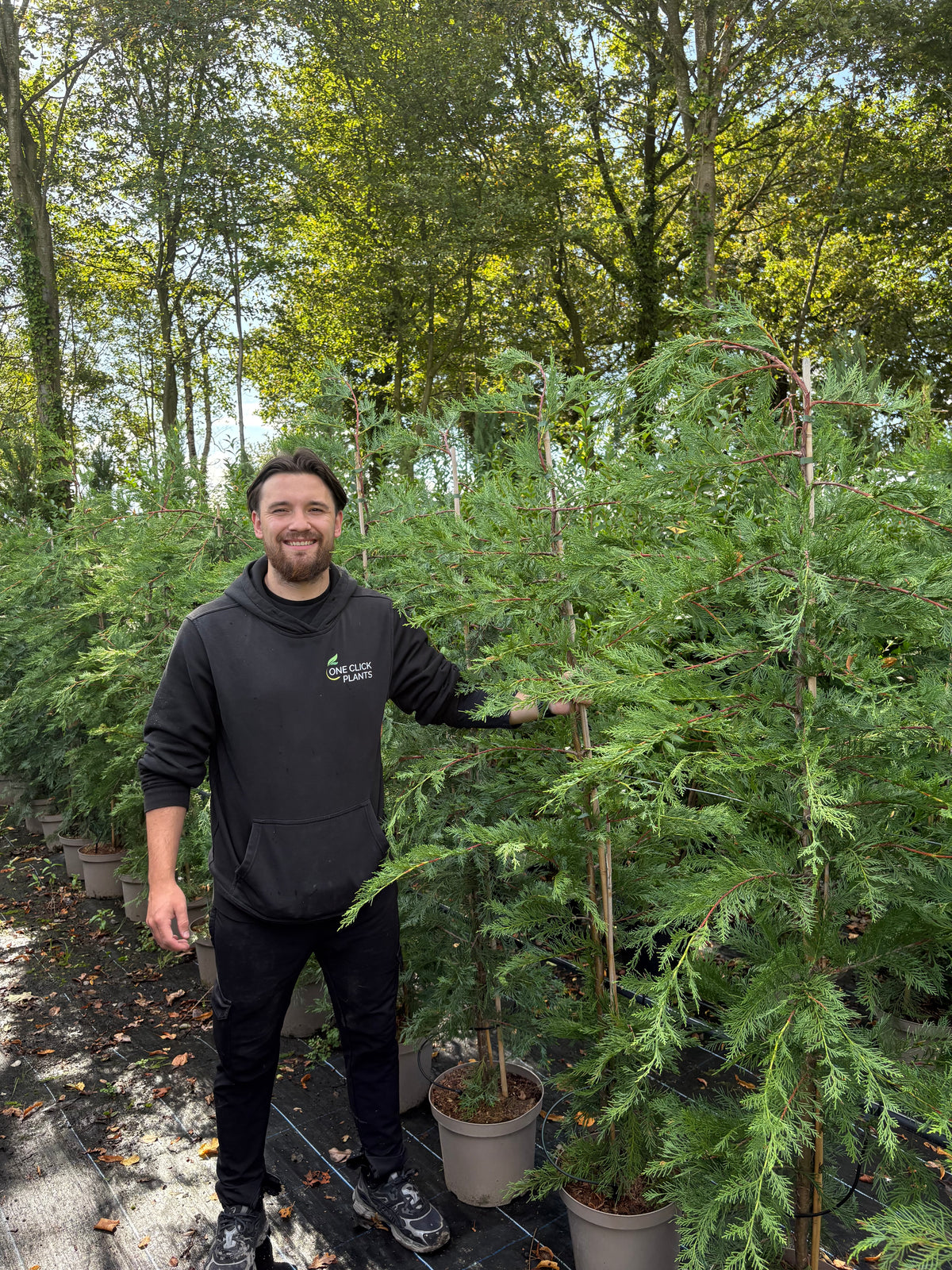6-7ft Potted Green Cupressus Leylandii Hedging Conifers (180-210cm)