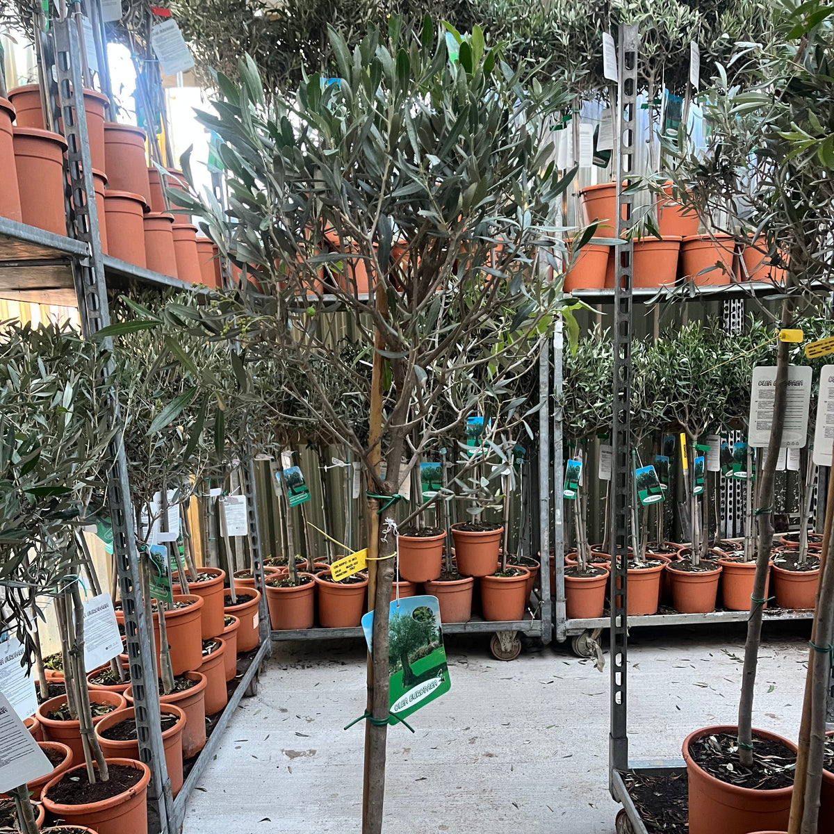 Olive Tree 150-170cm (Second Selection - Reduced to clear)