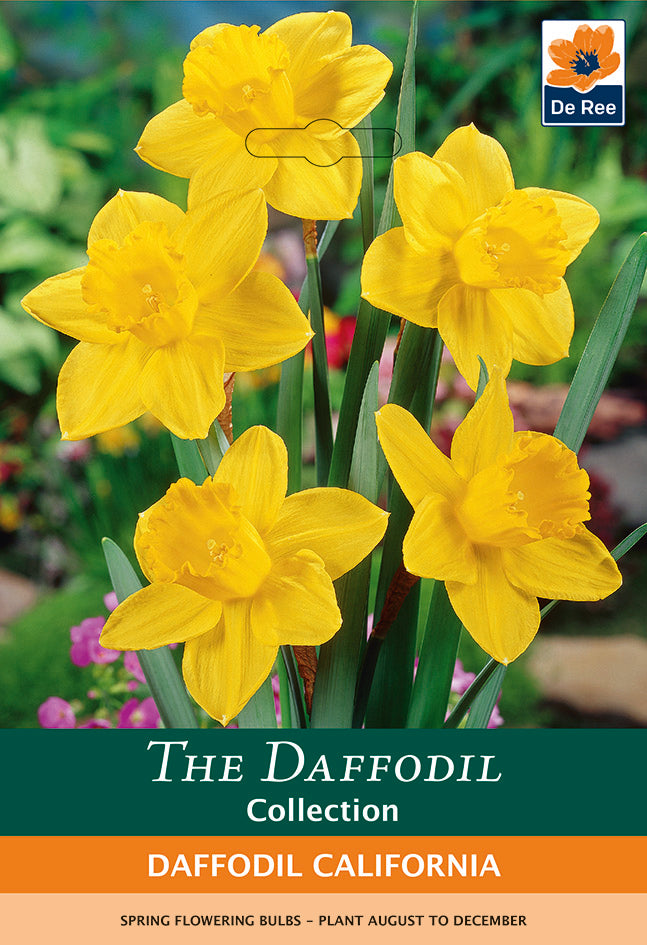 A cluster of tall daffodils with bright yellow blooms and green stems stands out against a blurred garden background. The image is labeled Daffodil 'California' (6 Bulbs) by De Ree.