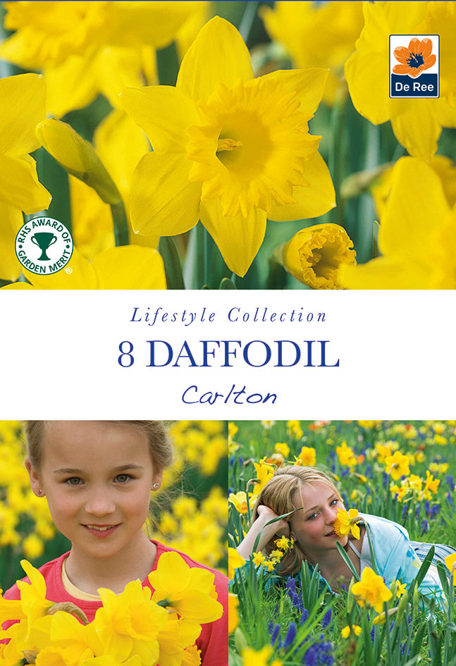 Daffodil 'Carlton' (8 Bulbs)