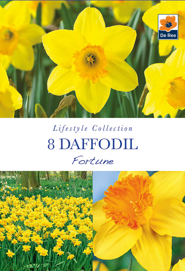Packaging for 6 Daffodil 'Fortune' bulbs, from the De Ree Lifestyle Collection, featuring bright yellow flowers and images of daffodils blooming outdoors.