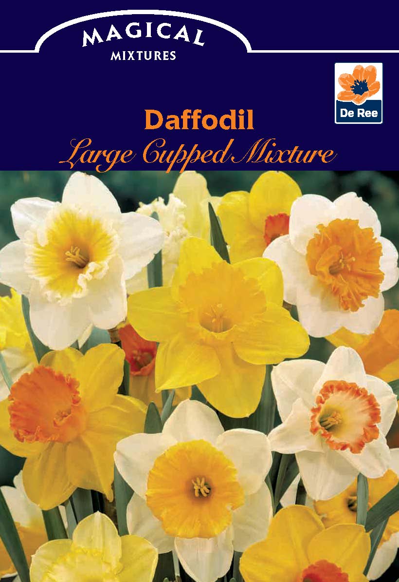 Brighten your garden with the Daffodil Large Cupped Mixture (7 Bulbs), featuring an array of vibrant white, yellow, and orange spring blooms.