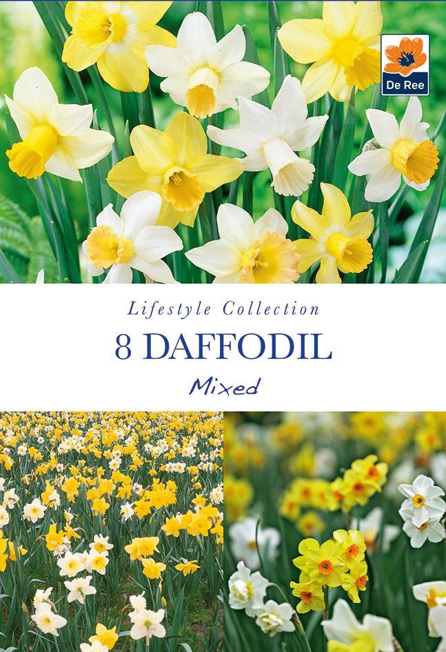 Daffodil Mixed (8 Bulbs)
