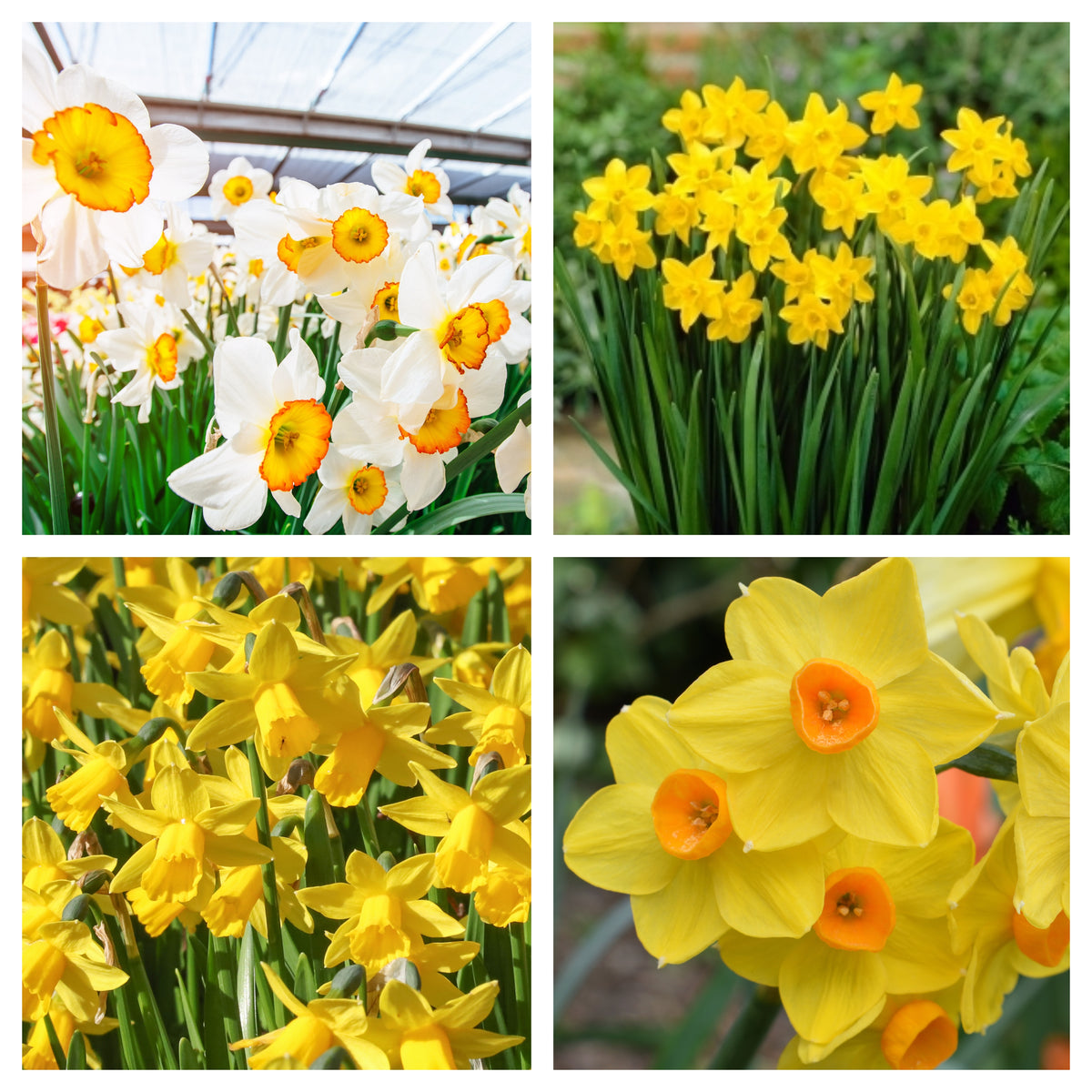 Create a vibrant spring garden with the Special Offer: Mystery Daffodil Box (5/10 Packs) featuring a mix of scented daffodils, including white blooms with orange centers and yellow clusters. Plant bulbs in autumn for a stunning display.