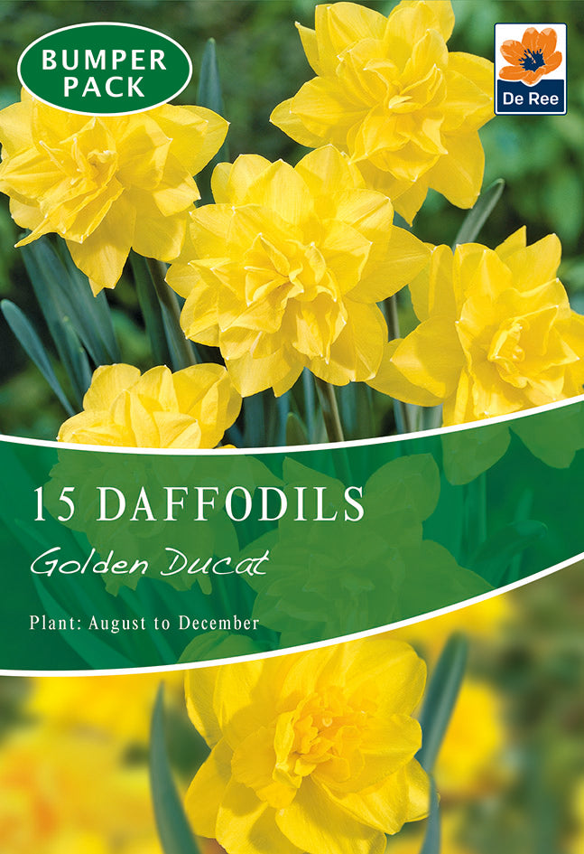 A packet of Daffodil &#39;Golden Ducat&#39; (15 Bulbs) displays golden yellow double blooms with lush green stems and leaves. Low maintenance; plant August–December.