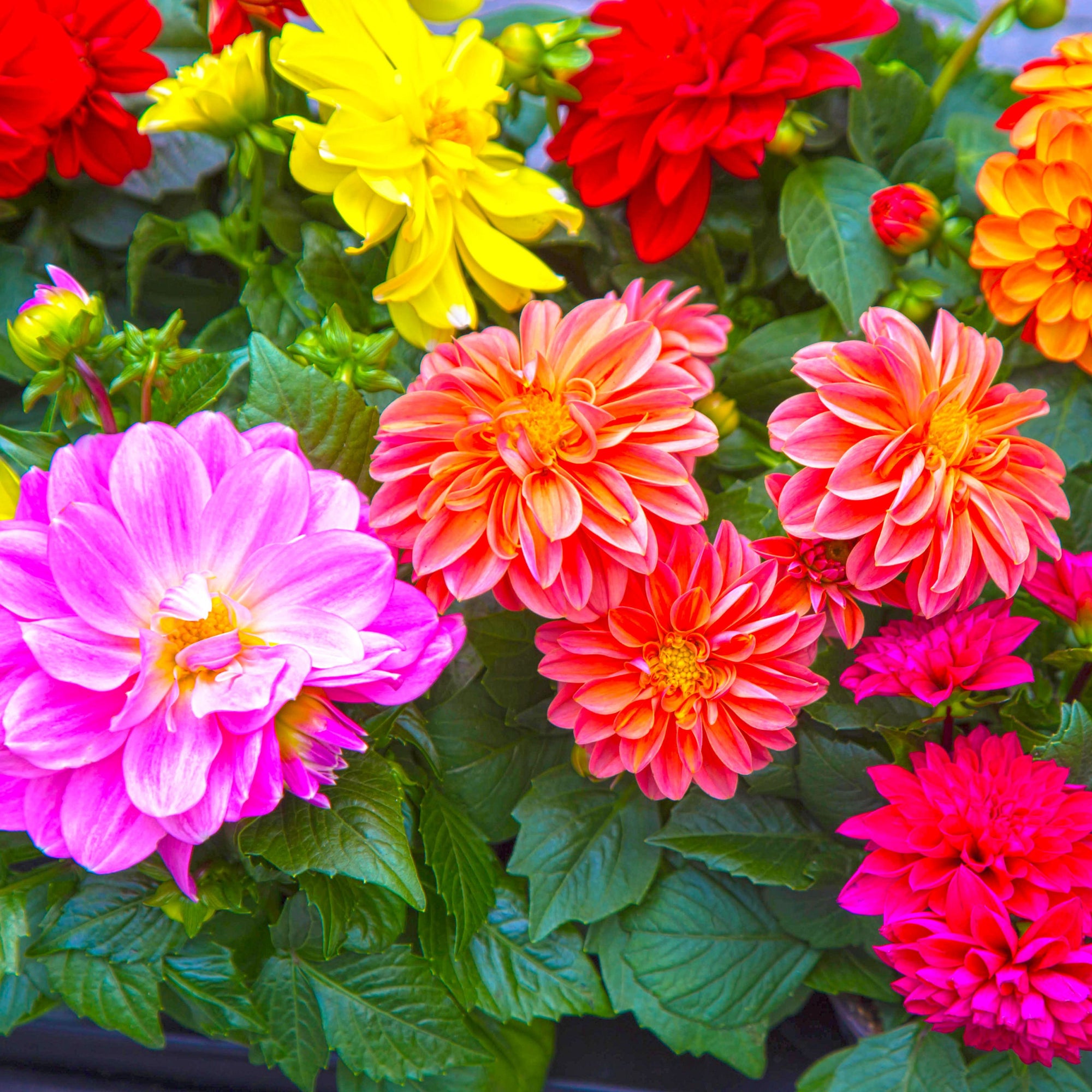 Dahlia 1.5L (Our Choice)