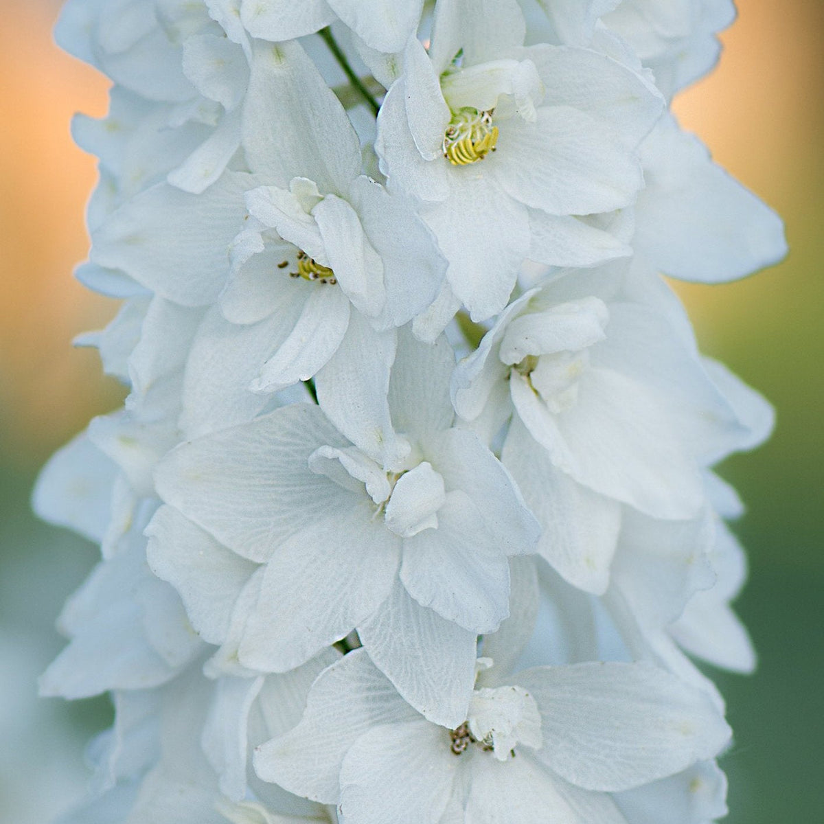 Close-up of Delphinium elatum Guardian White 3L, a perennial with delicate white petals and yellow centers, displayed against a softly blurred green and orange background.