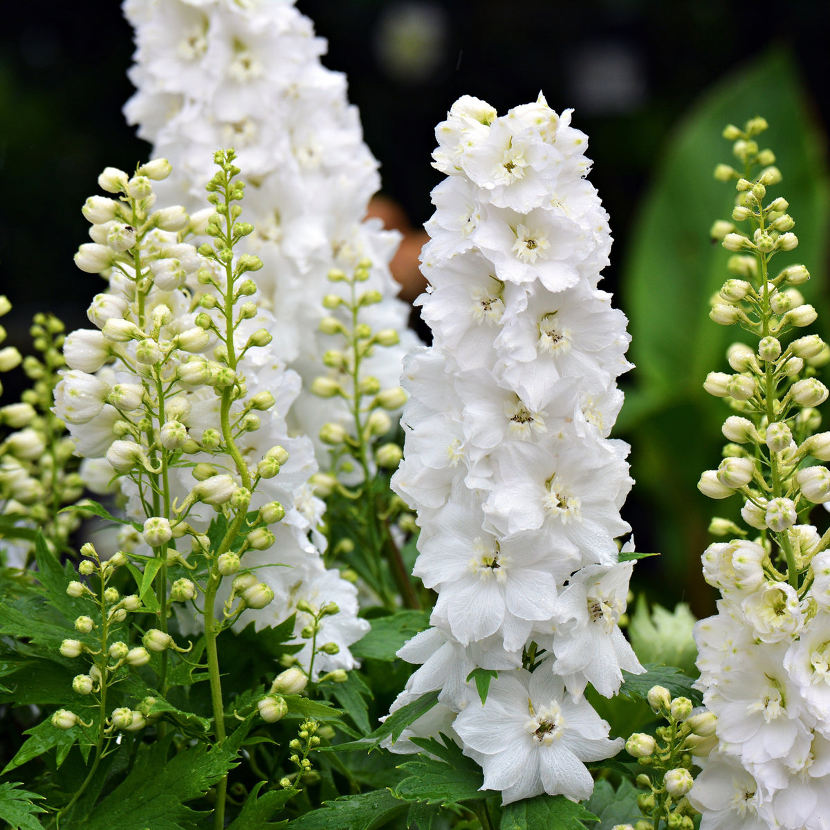 Delphinium elatum Guardian White 3L features tall white flower spikes in full bloom, surrounded by lush green leaves and buds, set against a dark, blurred background.